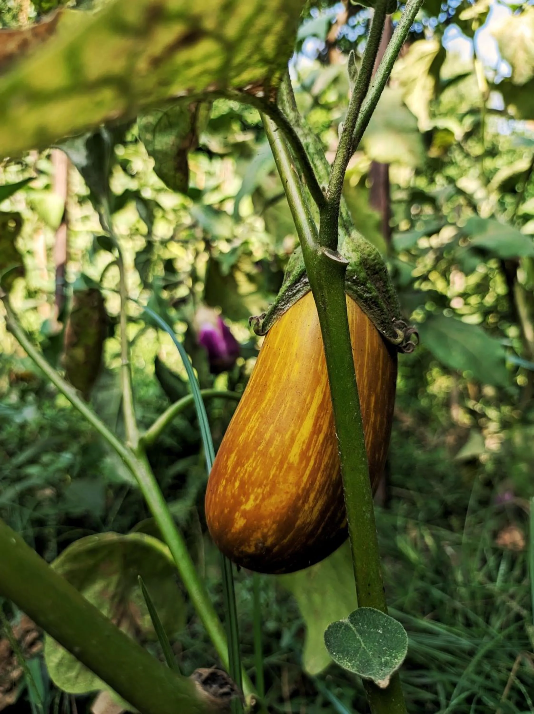 Garden in Grand Hotel Cocumella