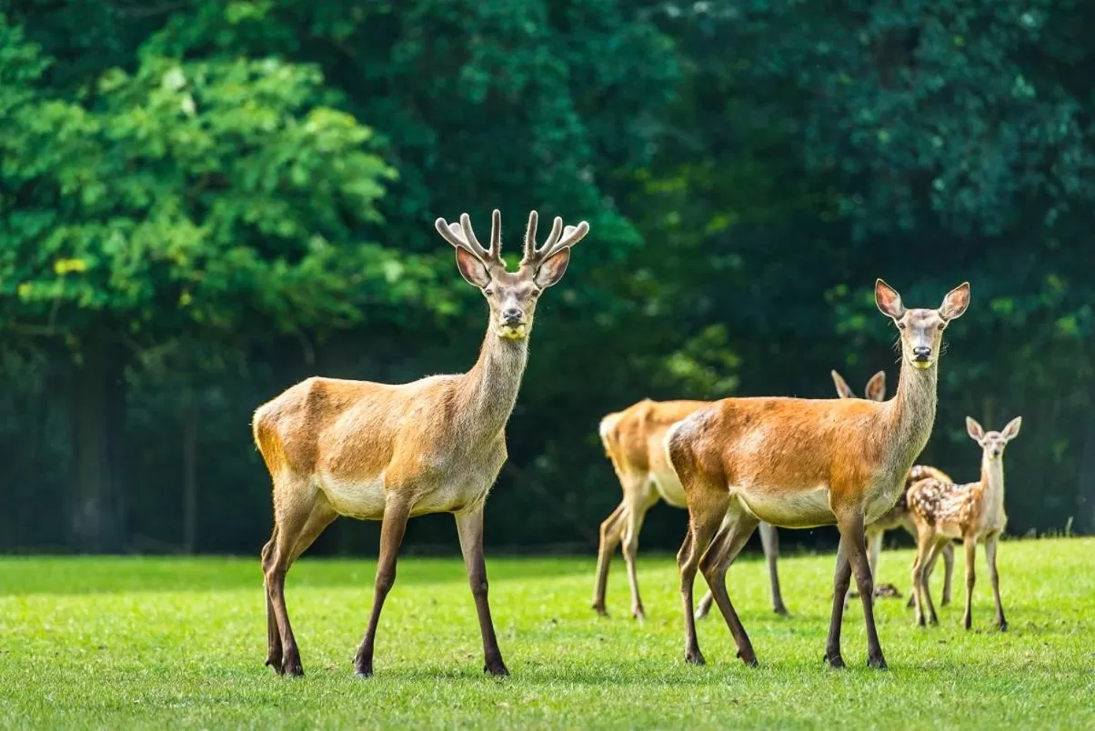 Other Animals in B&B en SPA Landgoed Matanze