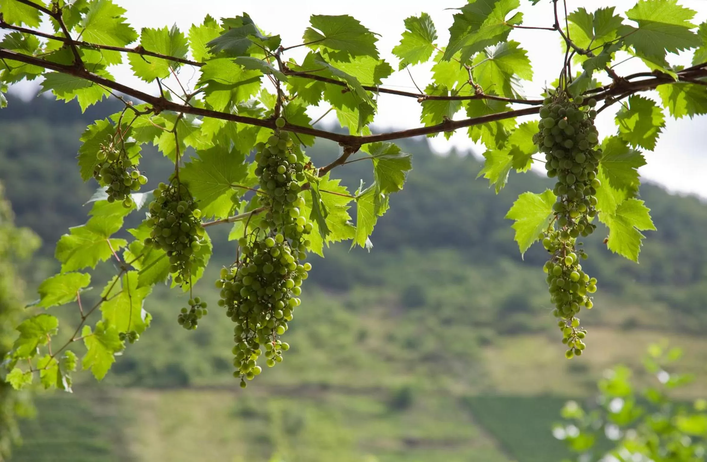 Balcony/Terrace in Hotel Karl Müller