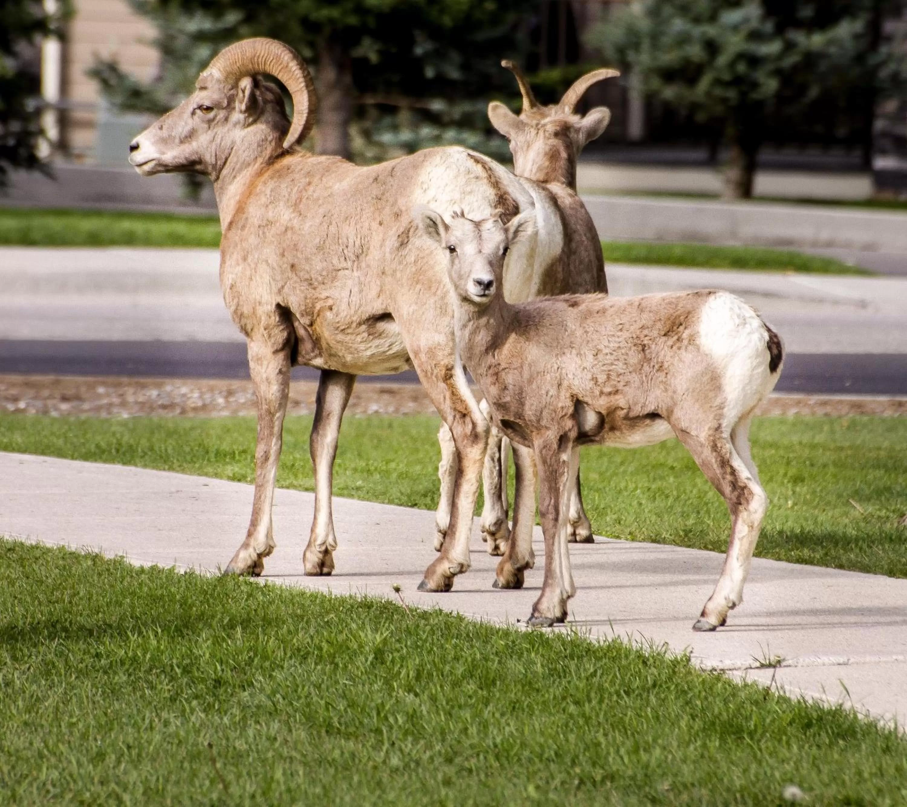 Other in Crystal Springs Lodge