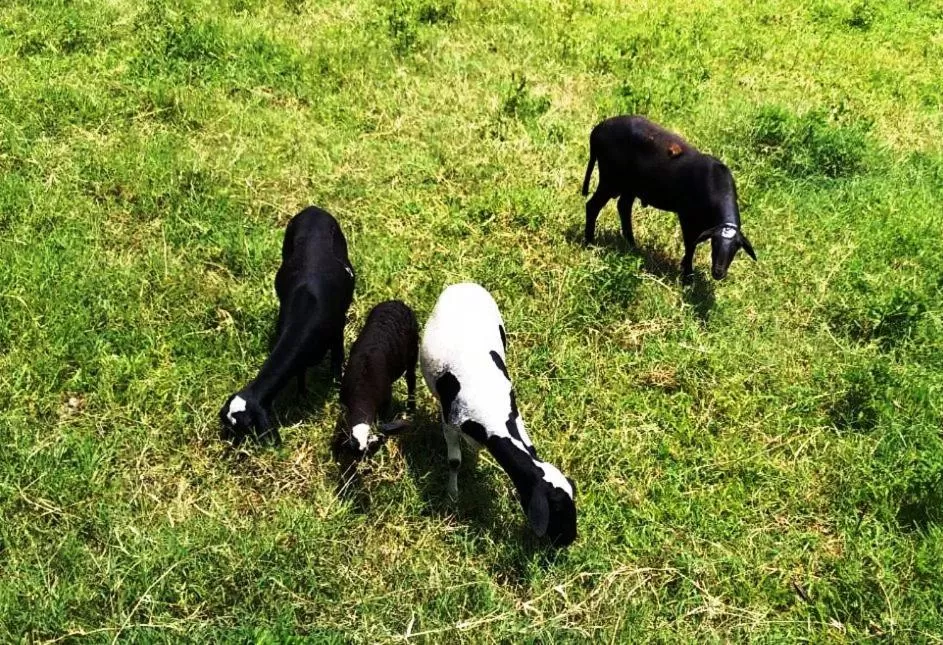 Animals in Pousada Sorocabana