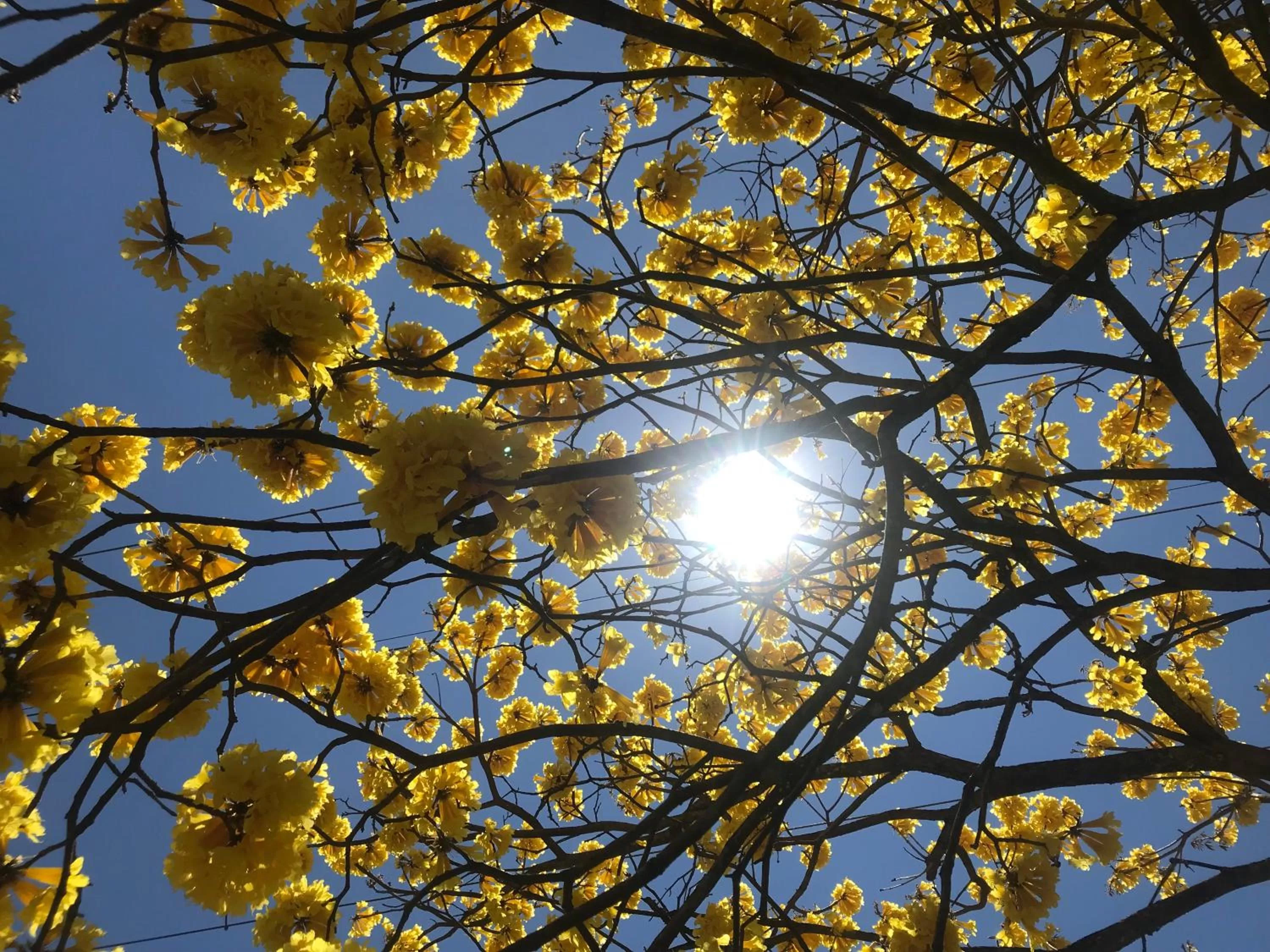 Garden in Waka Hotel Rural