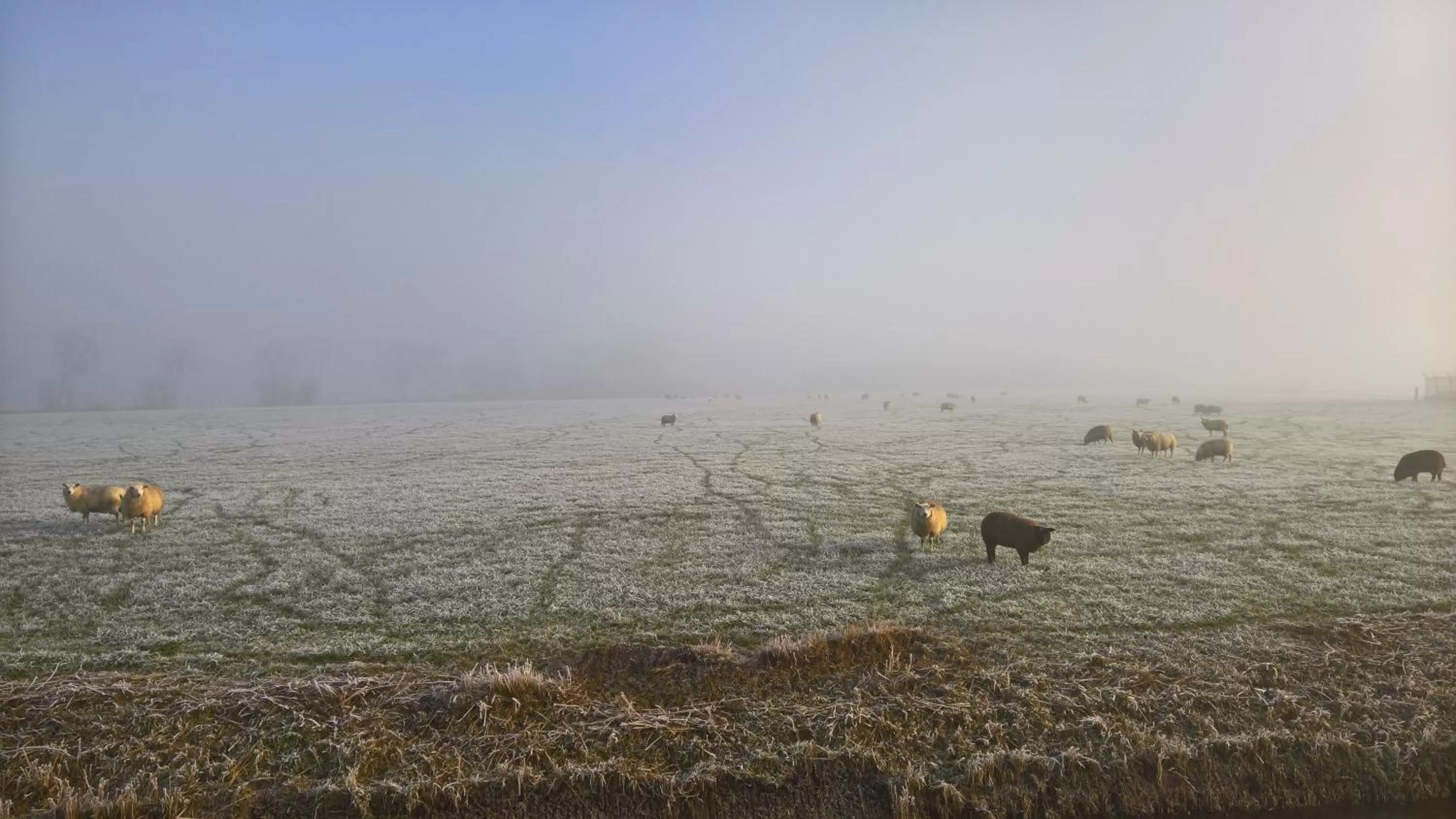 Natural landscape in Bed & Breakfast Boszicht Leeuwarden