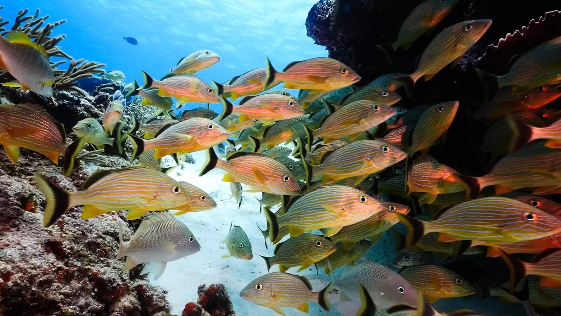 Beach in Occidental Cozumel - All Inclusive