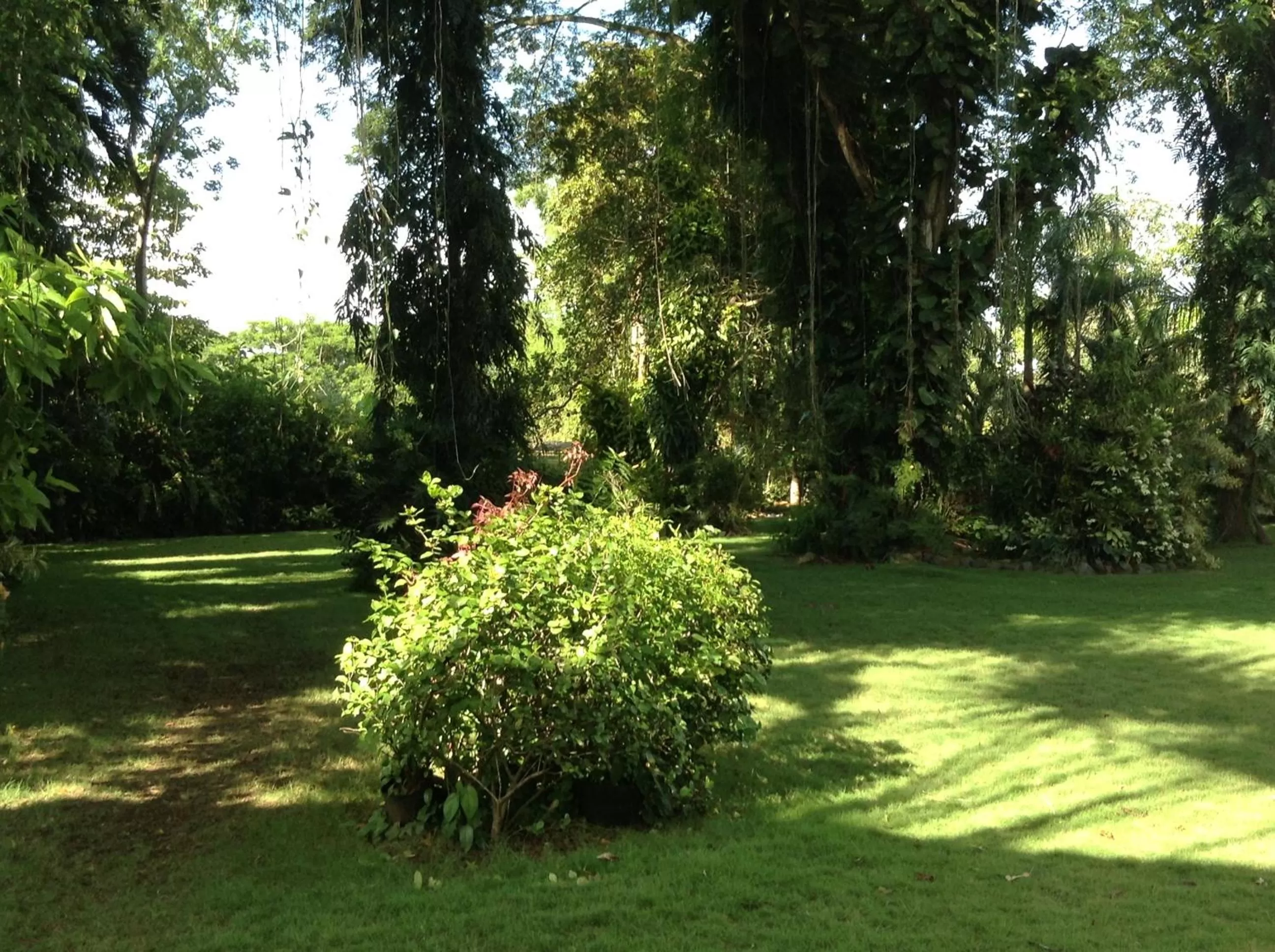 Garden in Balay Tuko Garden Inn