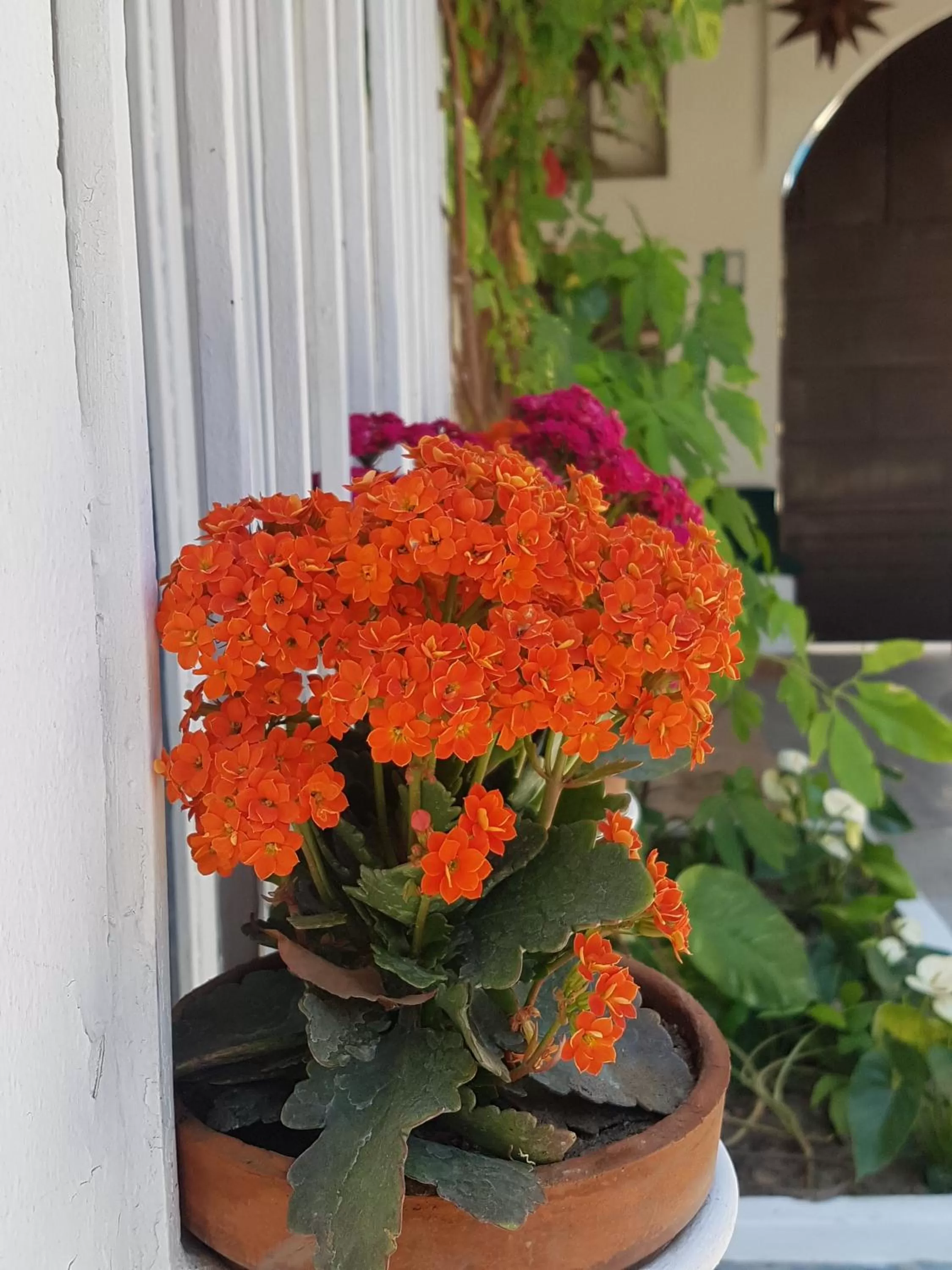 Garden view in Los Milagros Hotel
