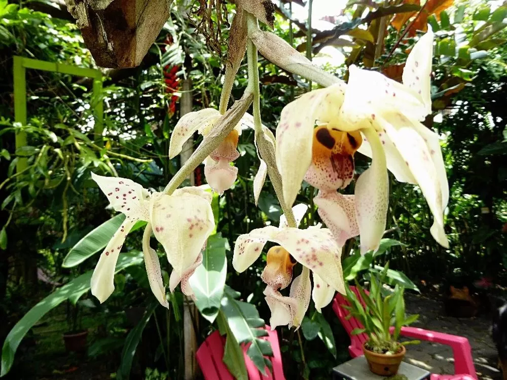 Garden in Pura Vida Hotel
