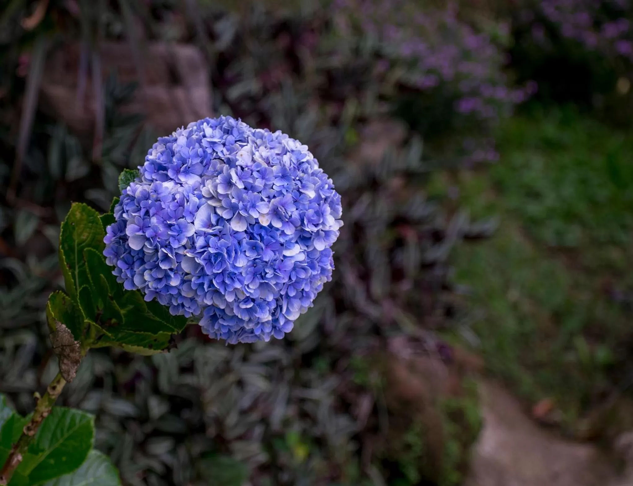 Garden in Hotel Kokoro Mineral Hot Springs