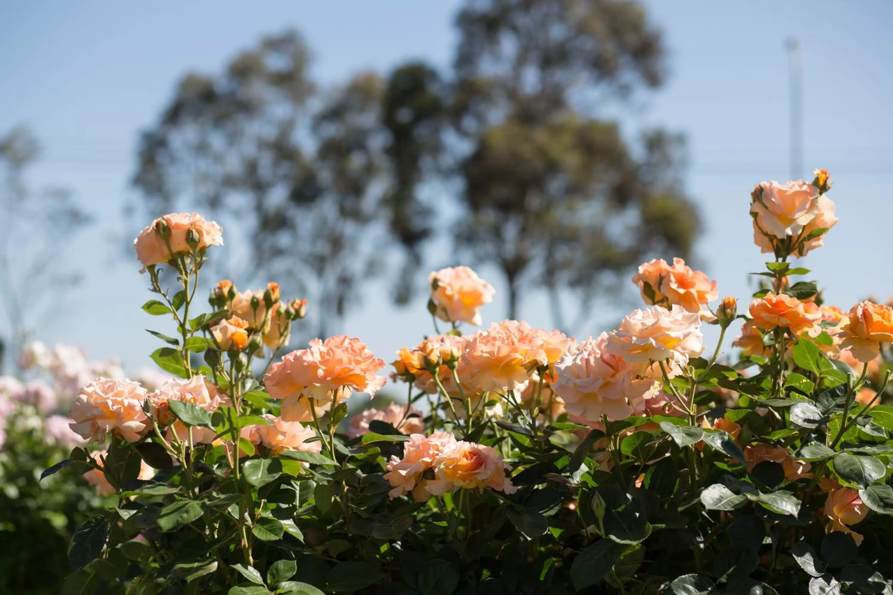 Garden in Willows Motel