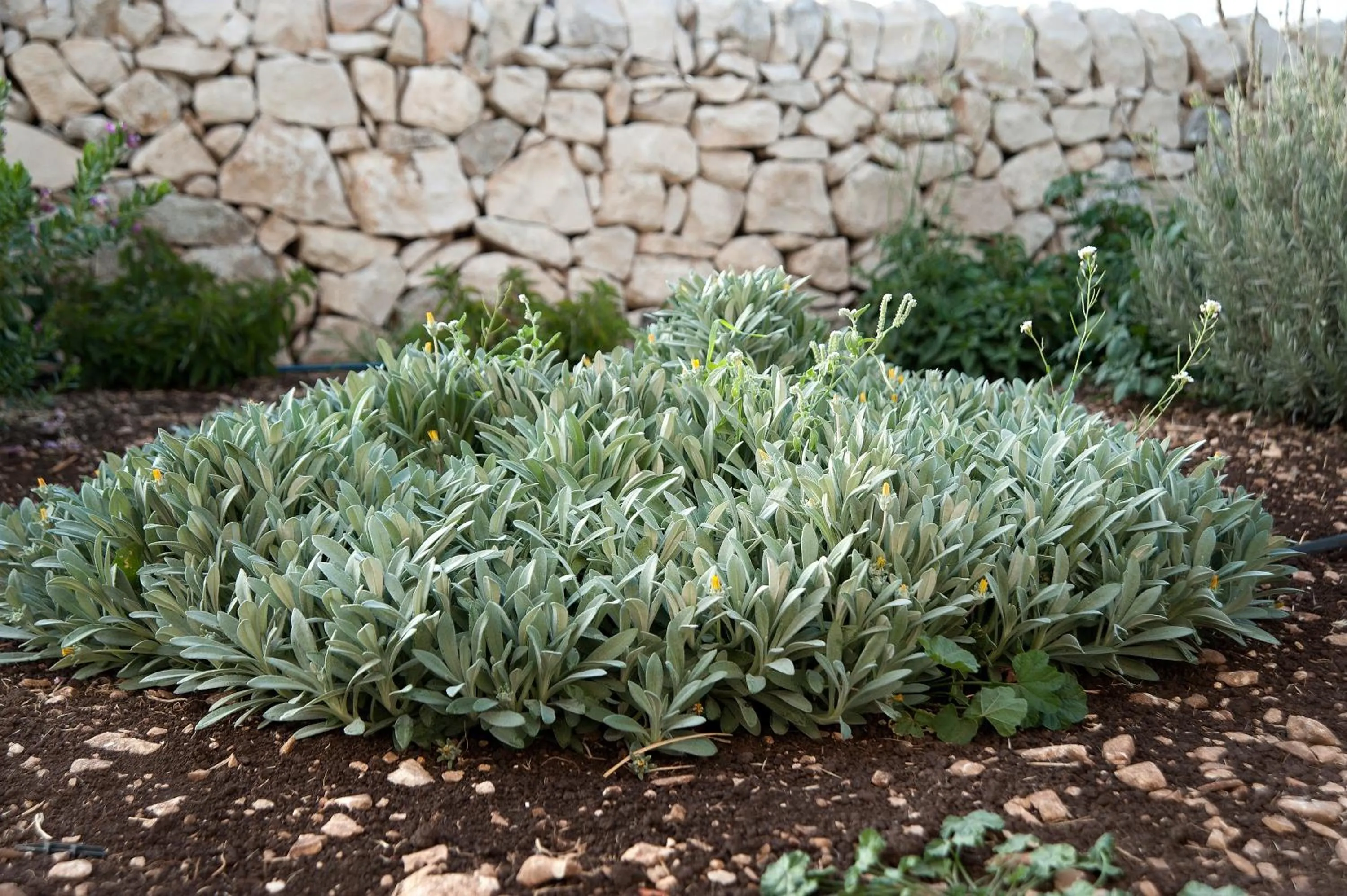 Decorative detail in La Dimora di Spartivento - BW Signature Collection