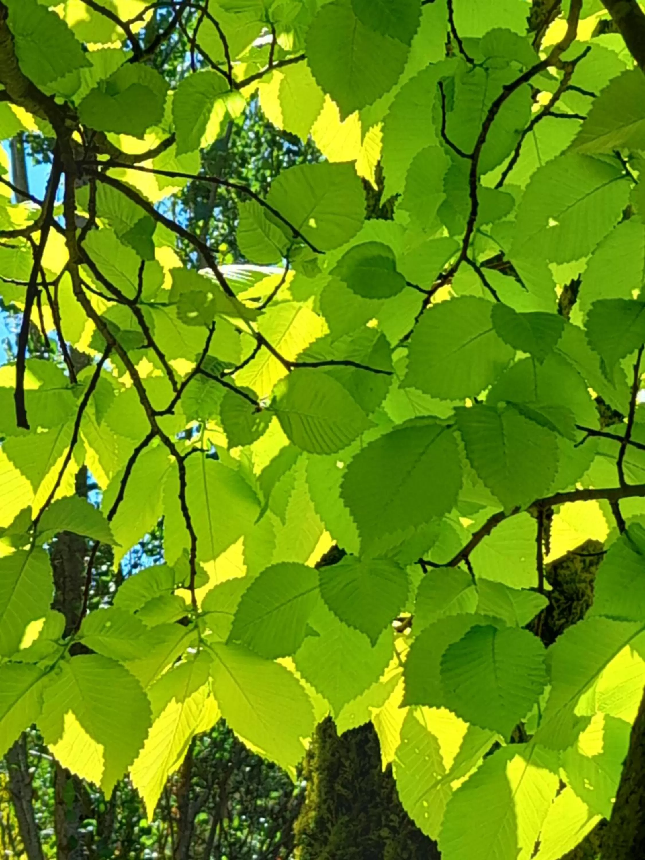 Hillside Bed and Breakfast