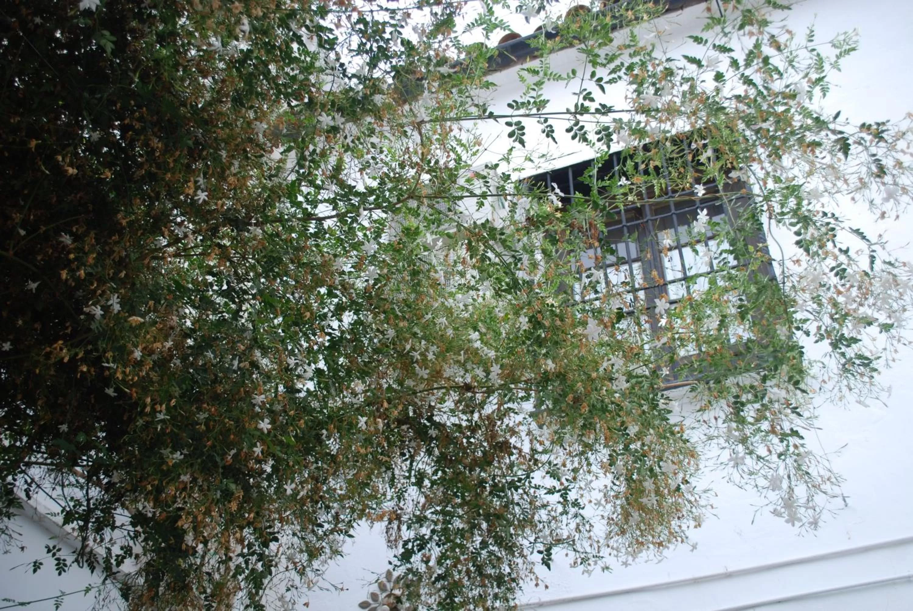 Garden, Property Building in Backpacker Al-Katre