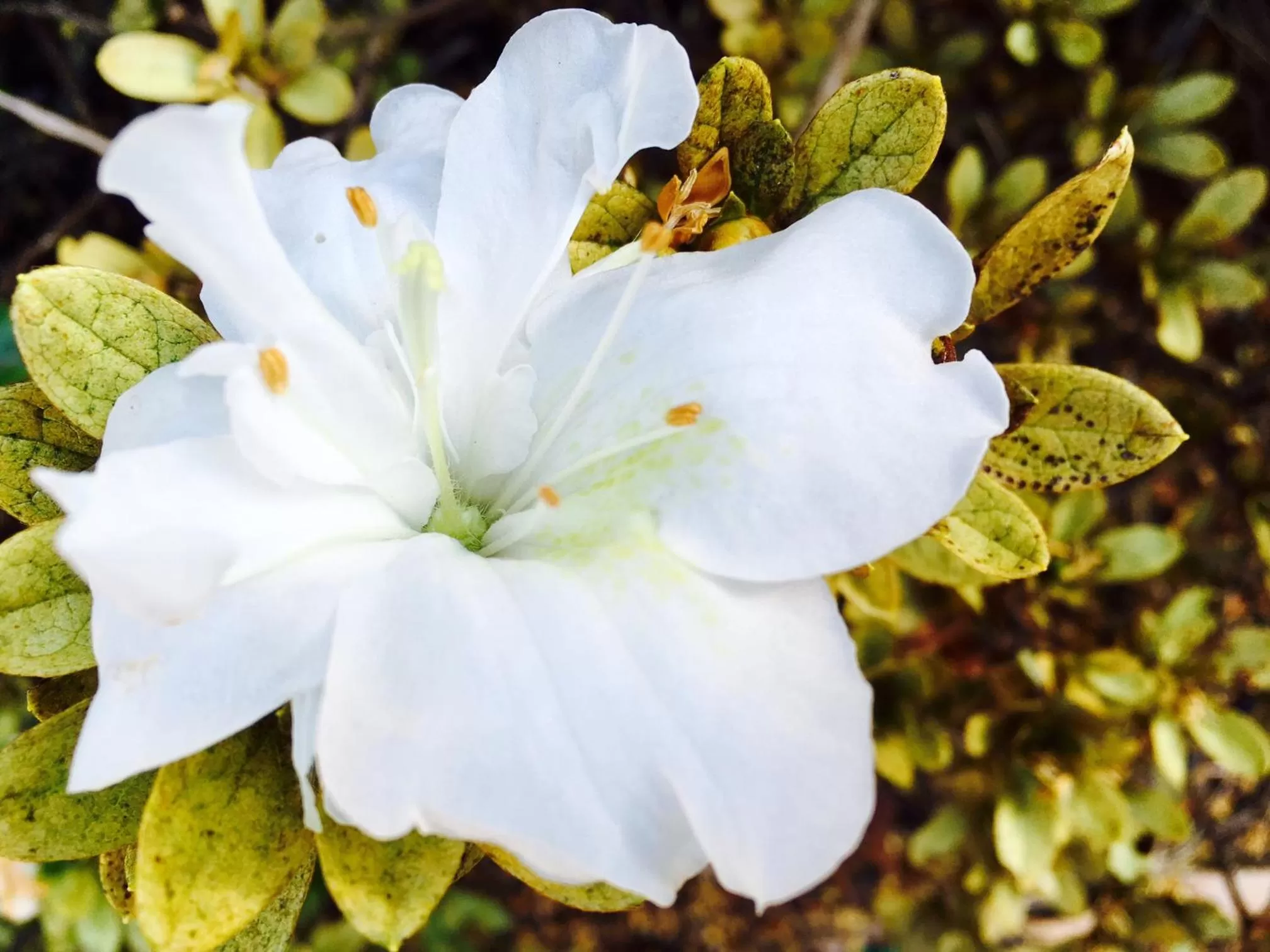 Day in Fairway Motor Inn