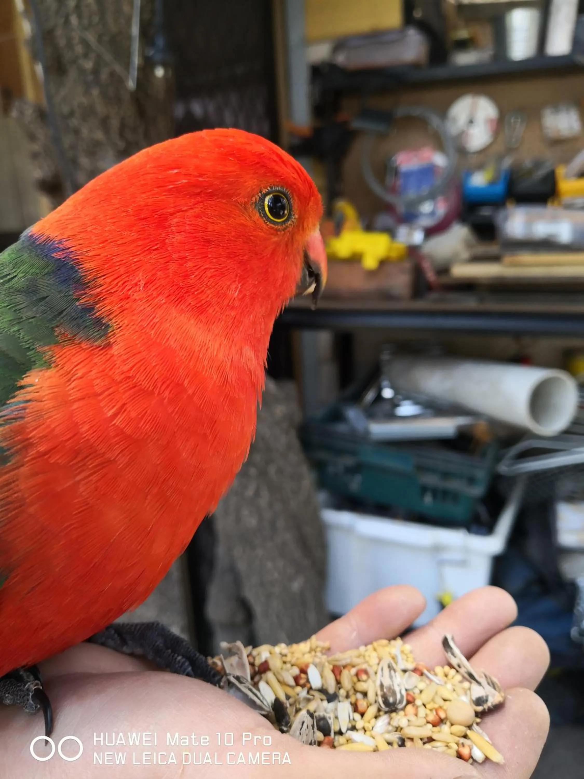 Kalimna Woods Cottages