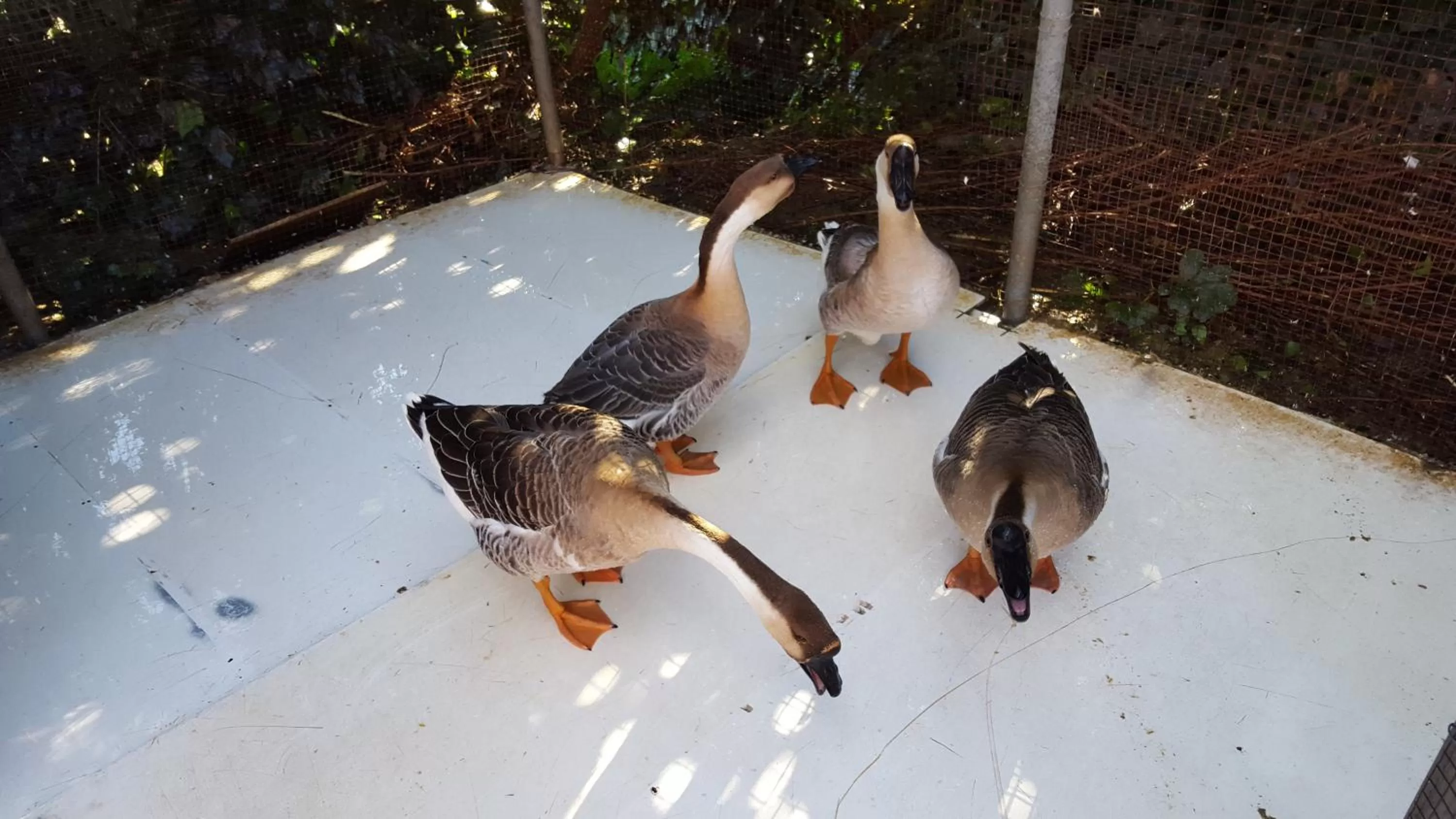 Animals in B&B - Affittacamere da Pietro - Enna