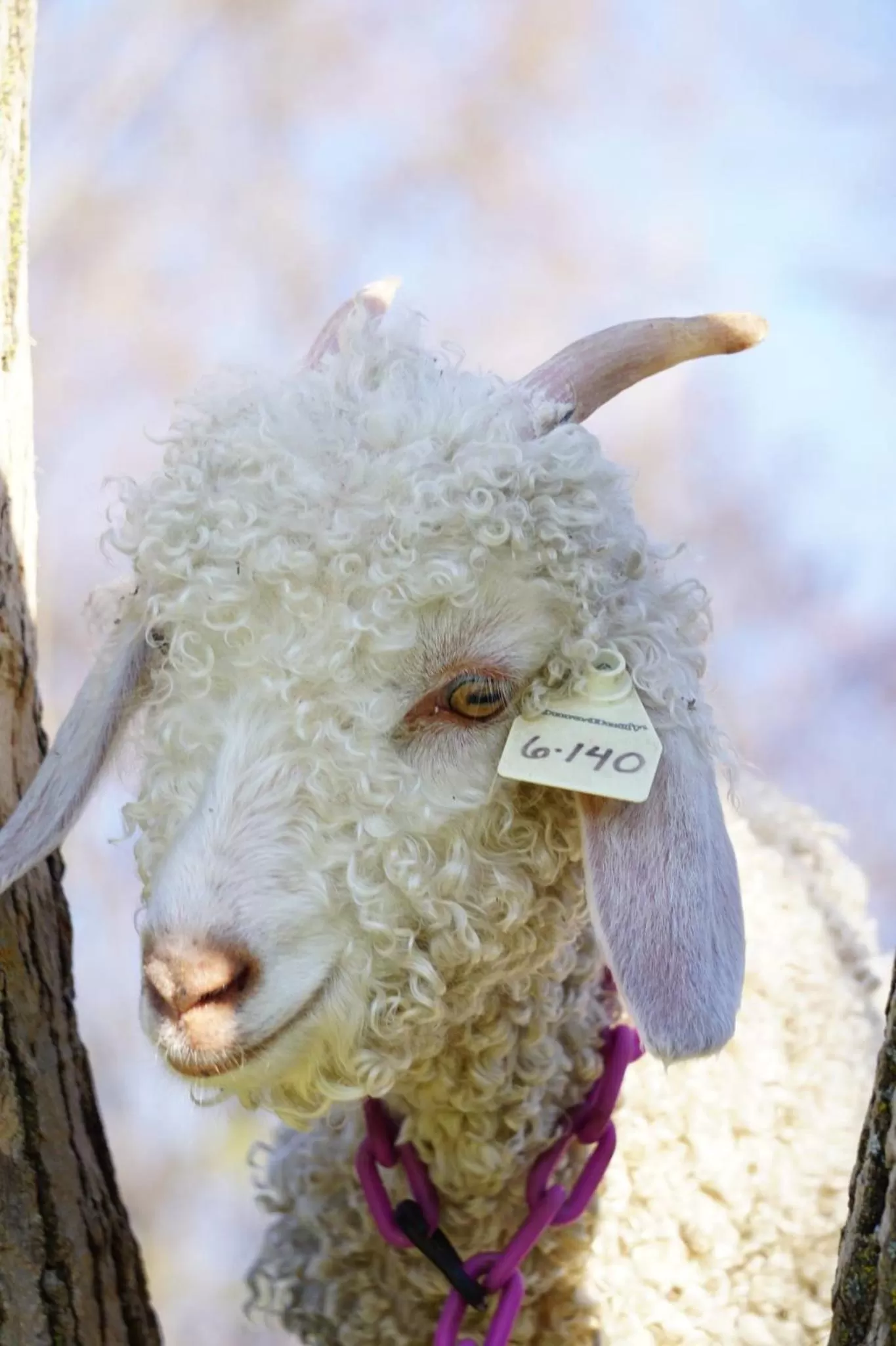 Animals in Rainbow Ridge Farms