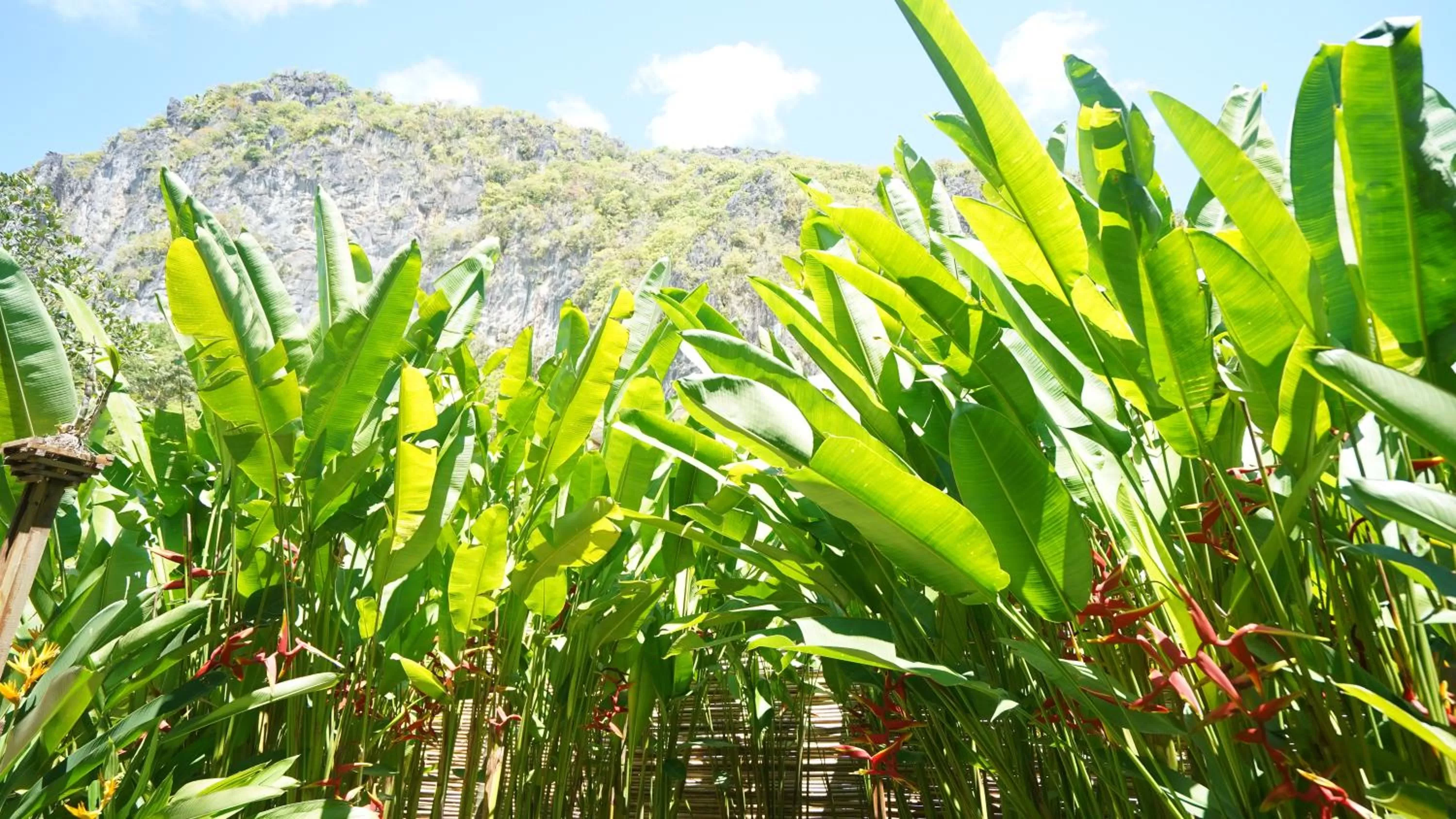 Garden in Focus Rooms