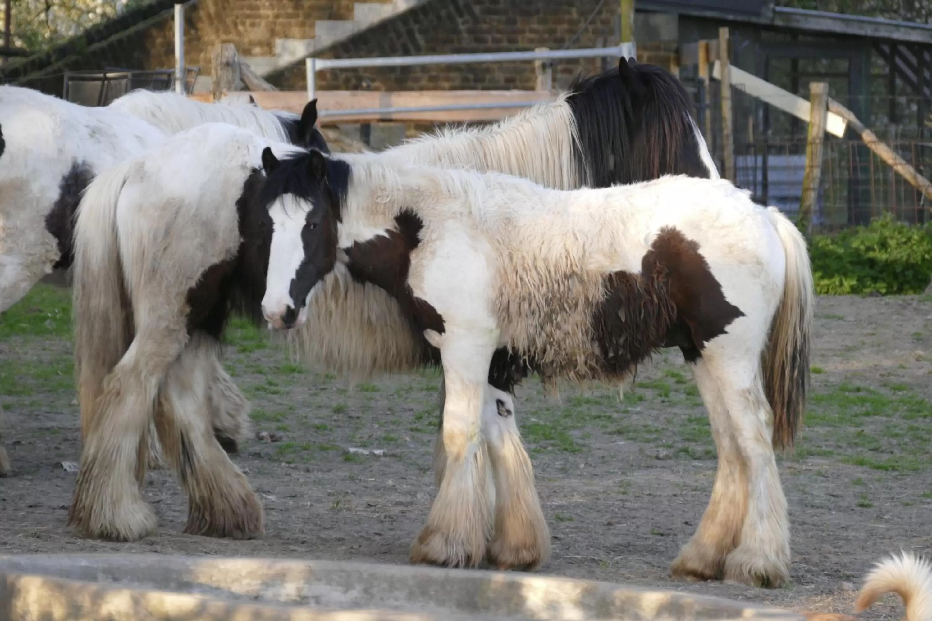 Animals in Meschermolen