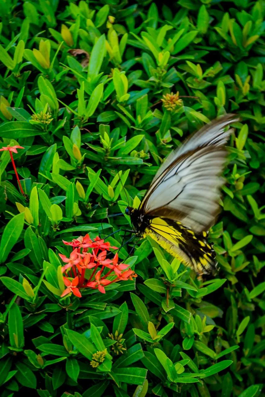 Garden in Beringgis Beach Resort & Spa