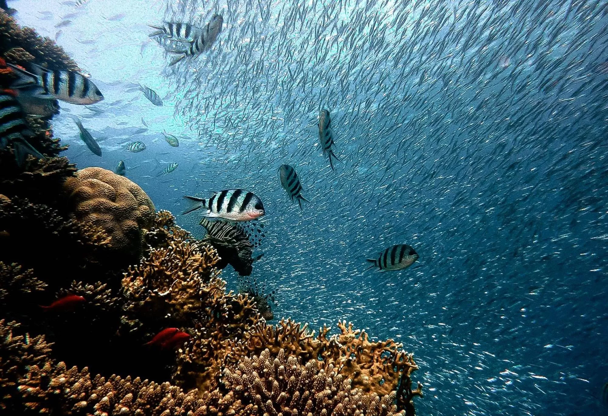 Snorkeling in Pawikan Boutique Hotel