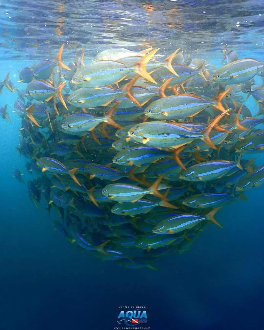 Natural landscape, Other Animals in Posada Turística Rocas De Cabo Marzo