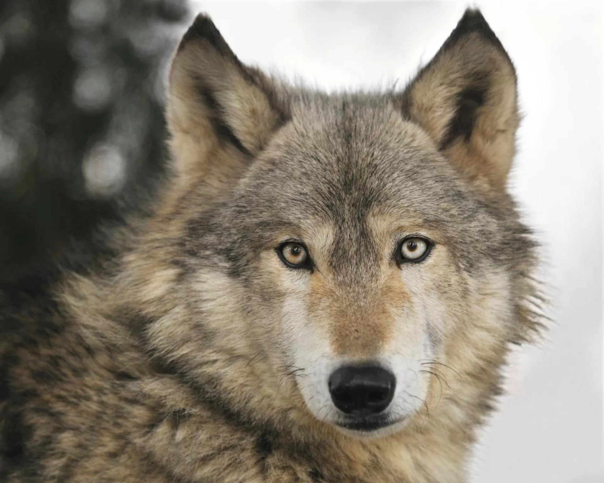 Natural landscape in Auberge La Tanière