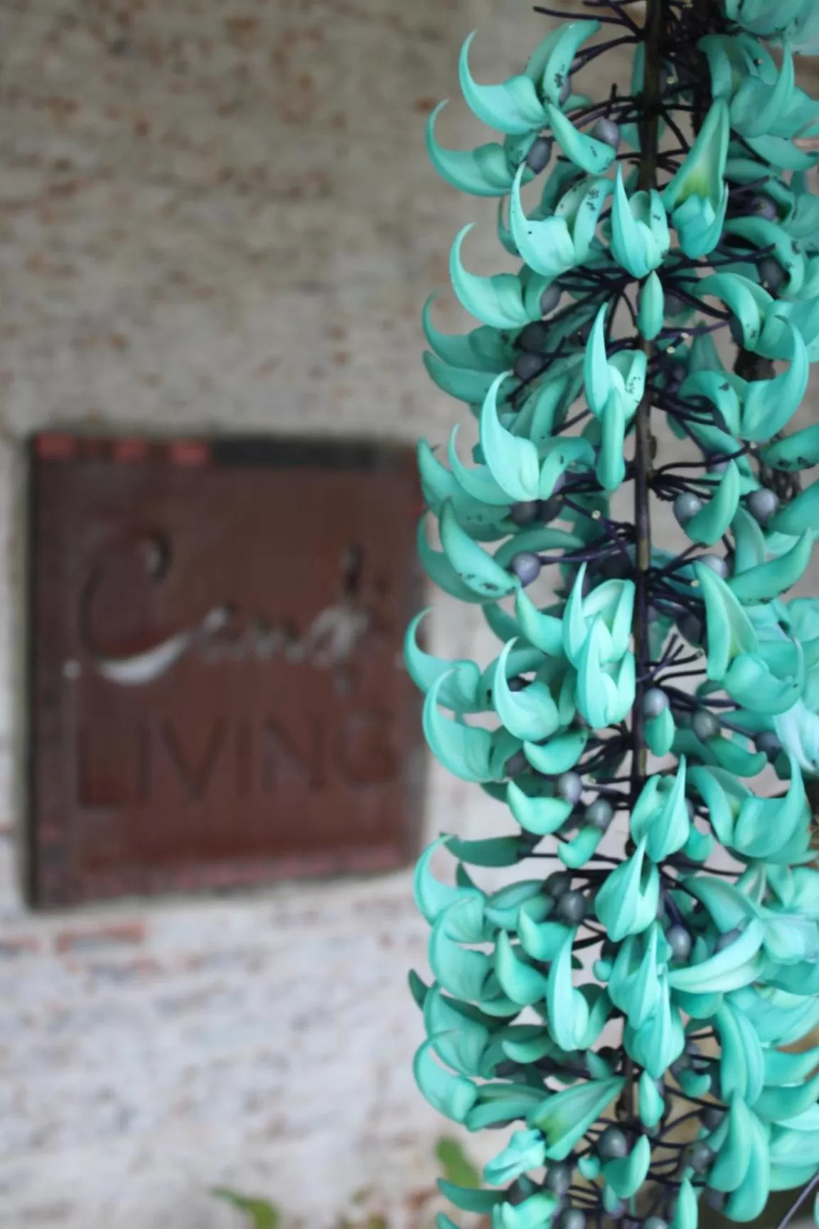 Cando Living Apartments in Central Avenue