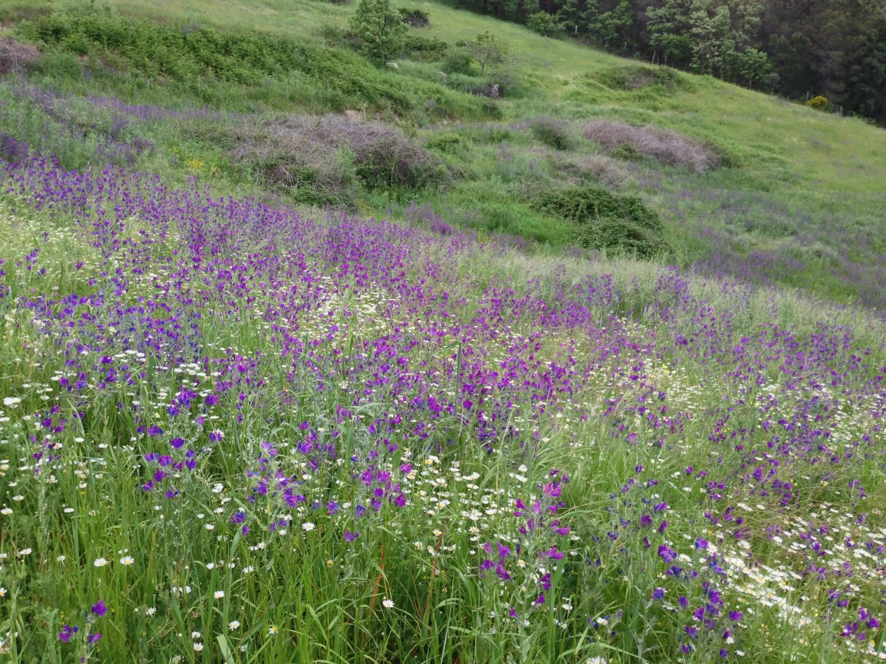 Garden in Hotel La Canela