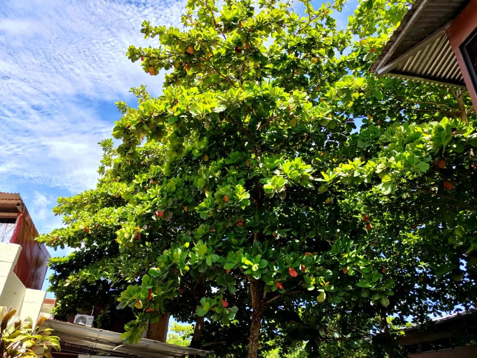 Garden in Hotel Catappa