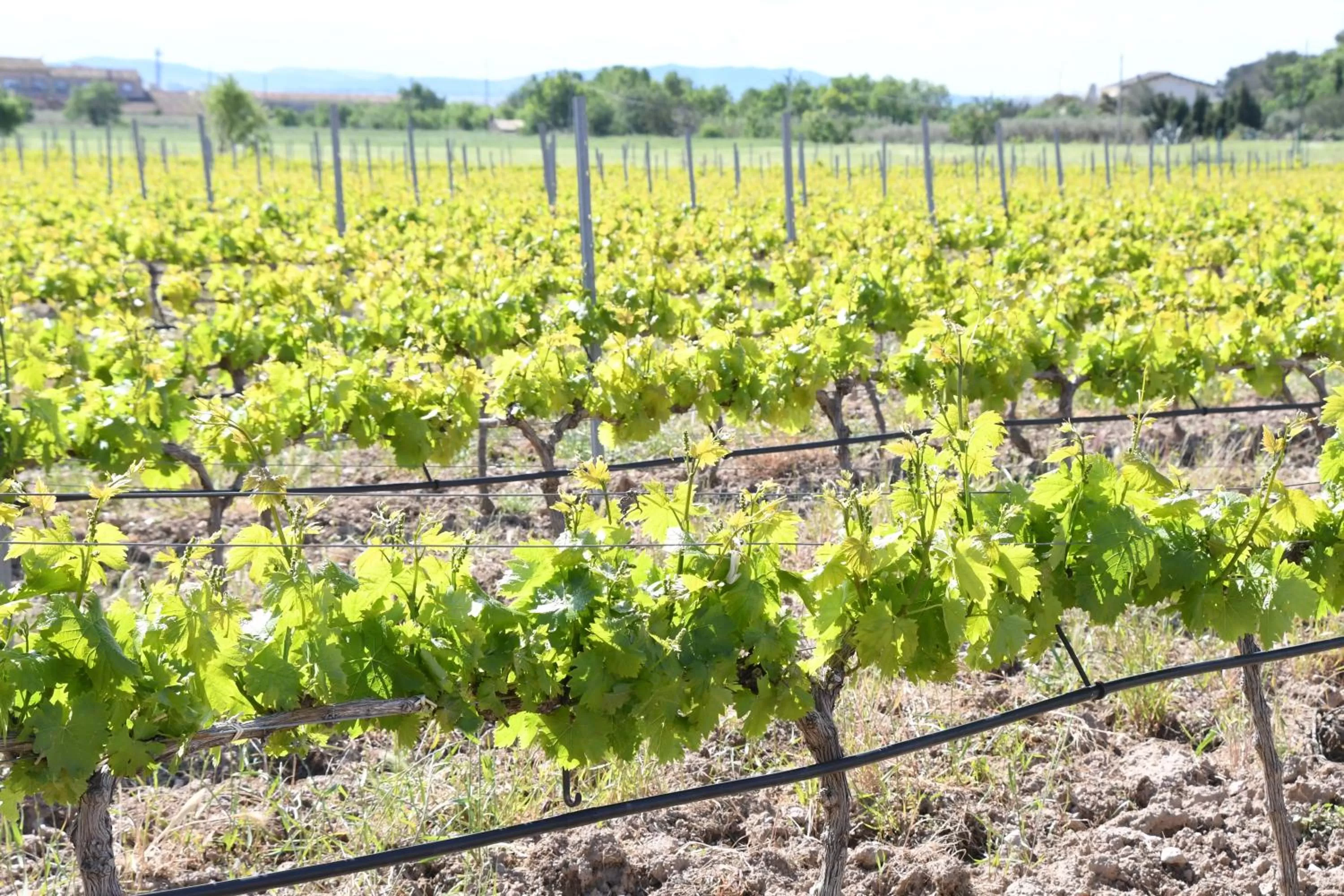 Natural landscape in Hotel Class Valls