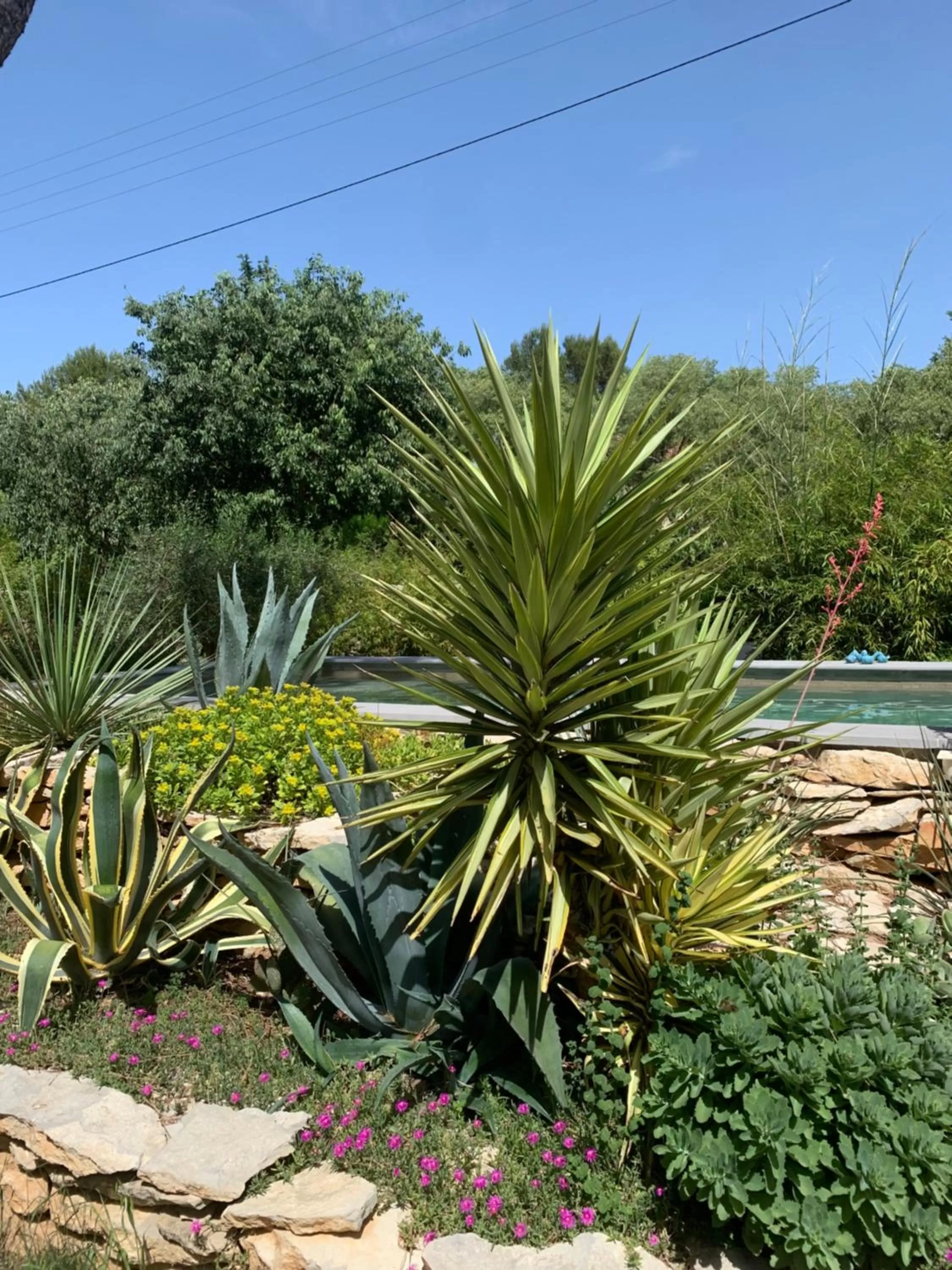Garden in Chambres d'Hôtes Lovely Planette