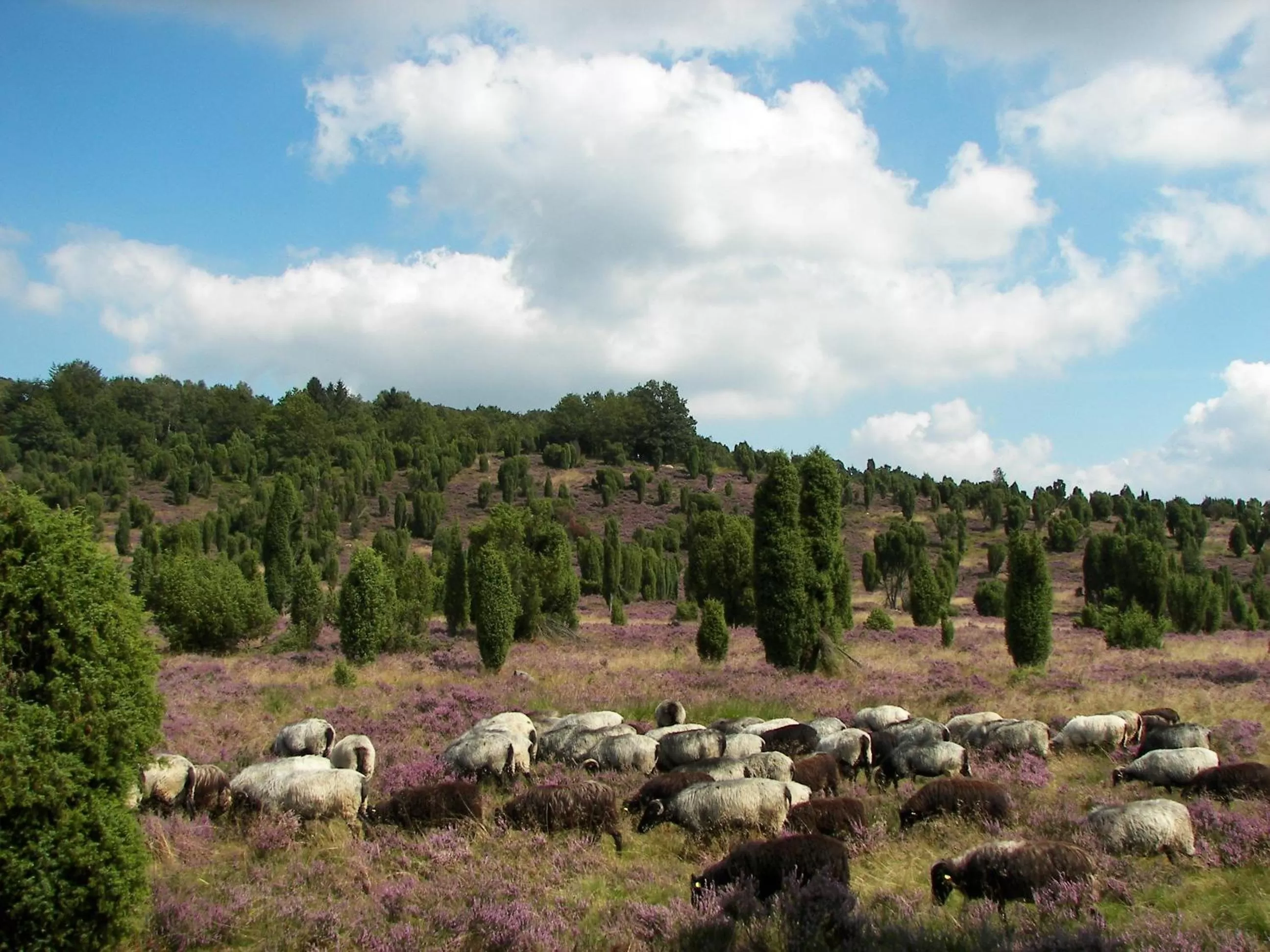 Area and facilities in Hotel Bockelmann