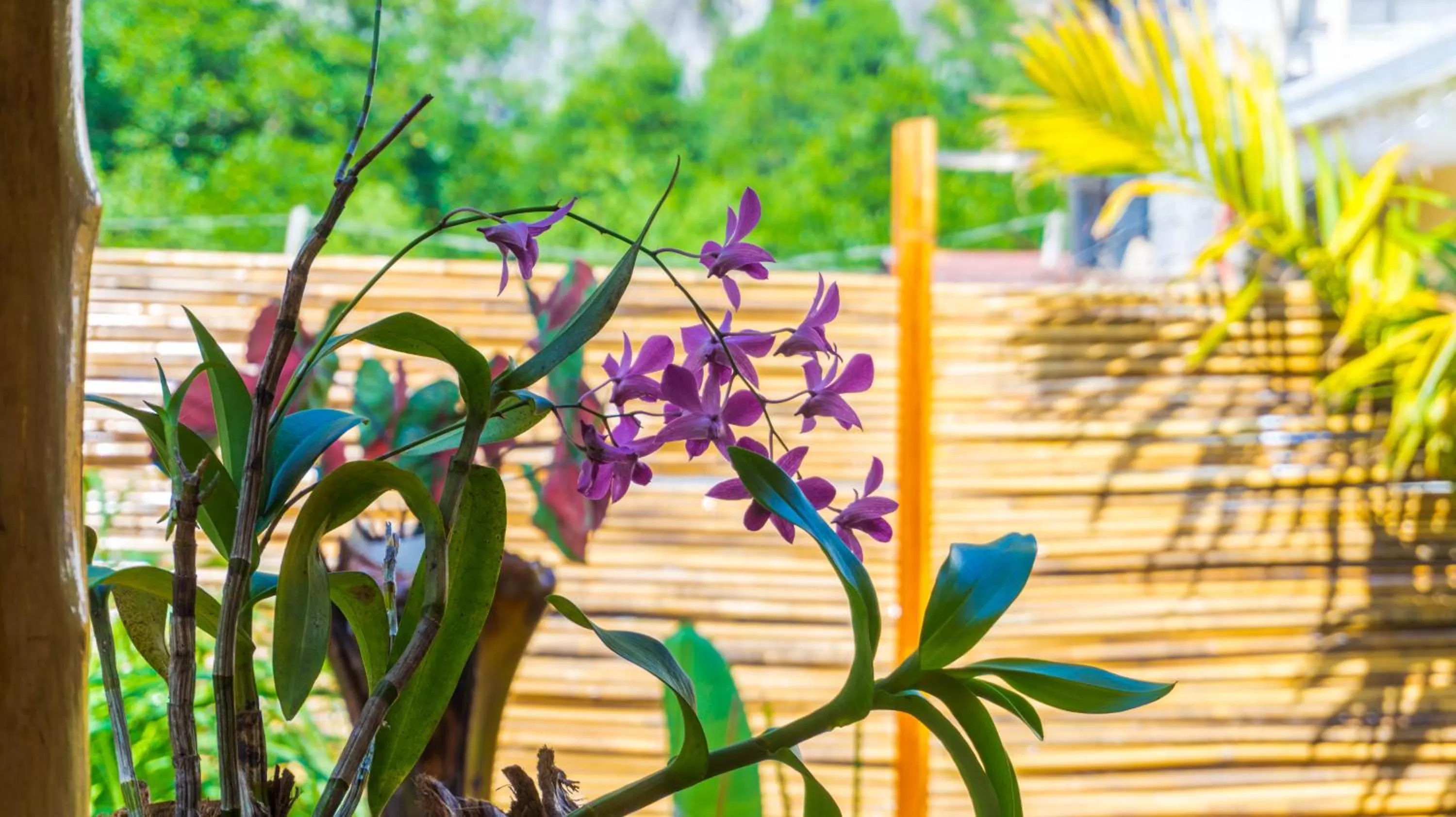 Garden in Focus Rooms