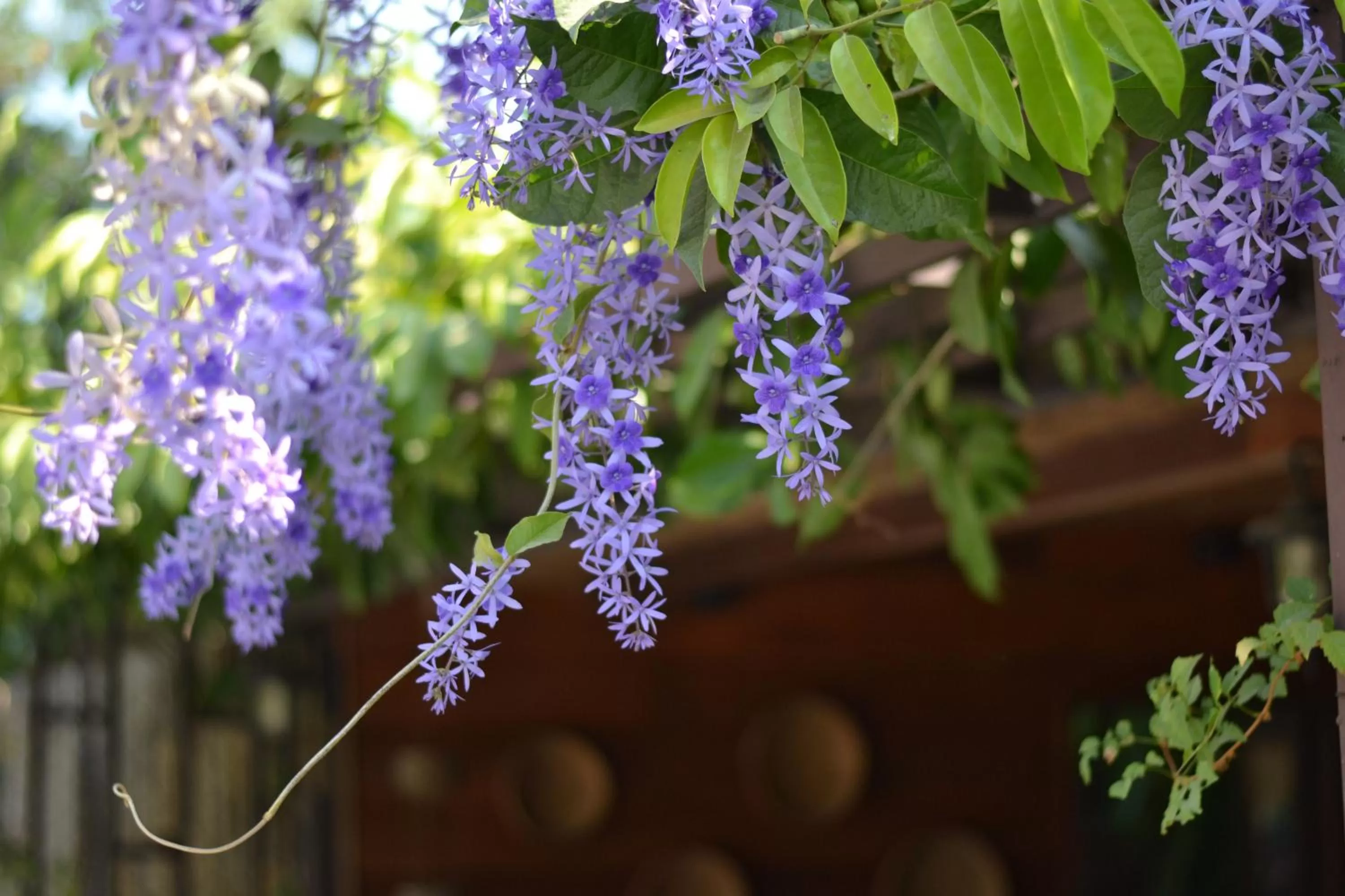 Garden in Thai Thai Sukhothai Resort
