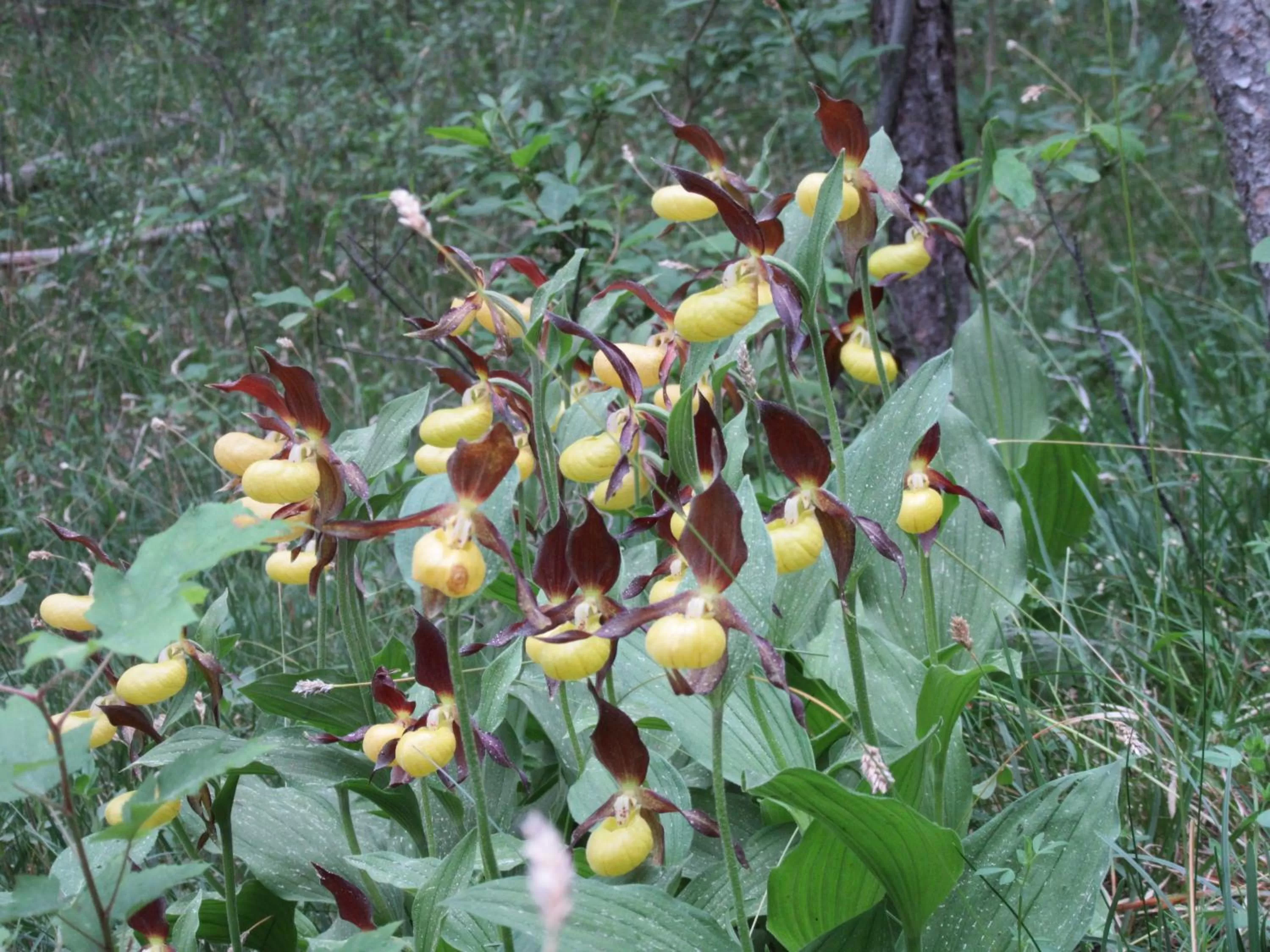 Natural landscape in Hotel Haus Orchideental Jena