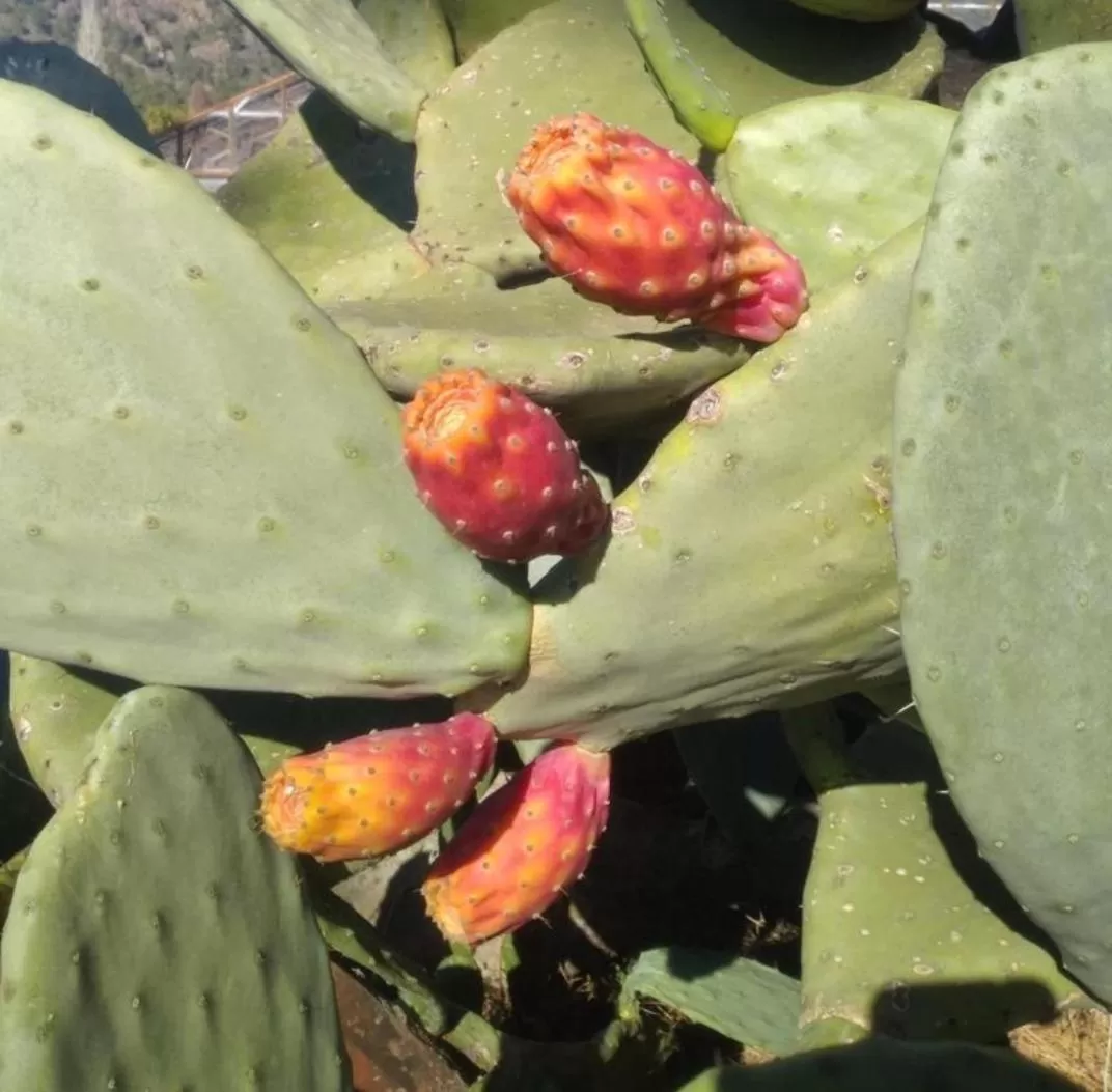 Property building in Kiriş Garden Hotel