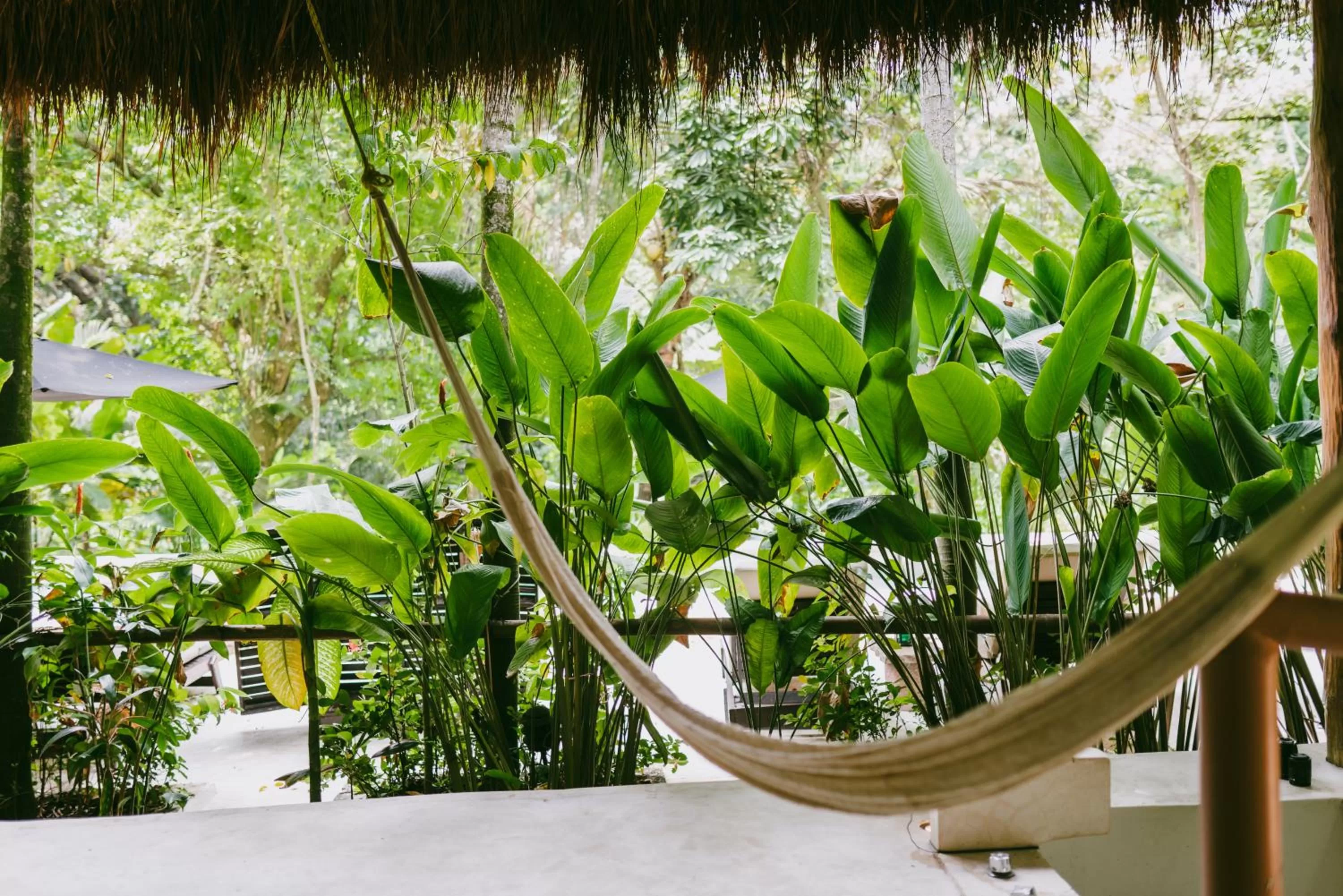 View (from property/room) in Piedra de Agua Palenque