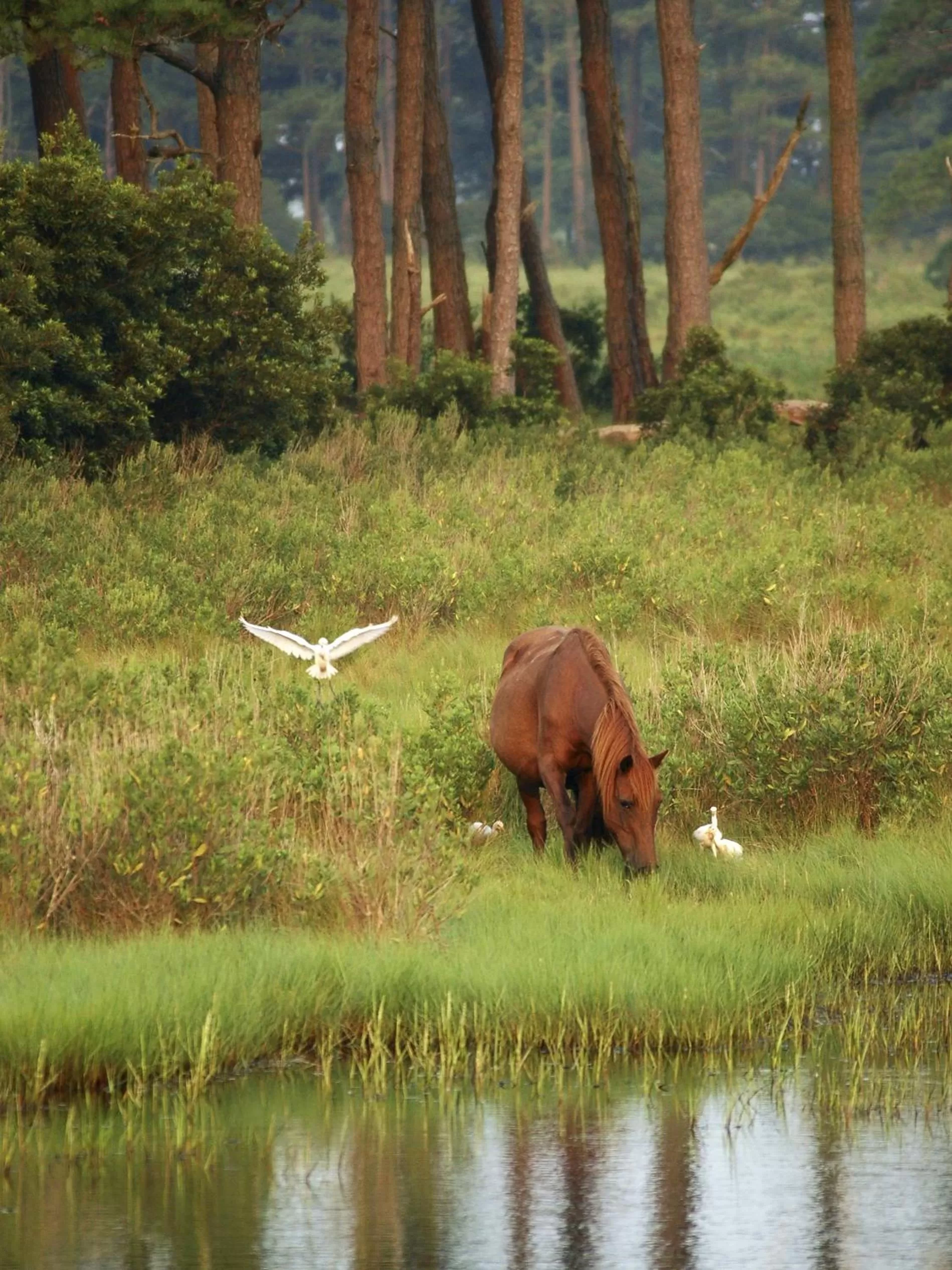 Animals in Chincoteague Inn