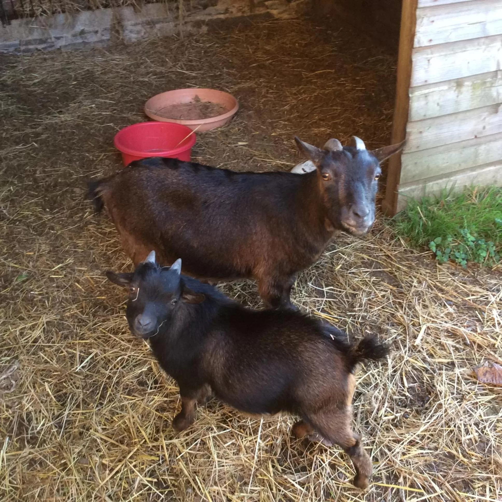 Other Animals in Chambres d'hôtes Manoir Ker-Huella