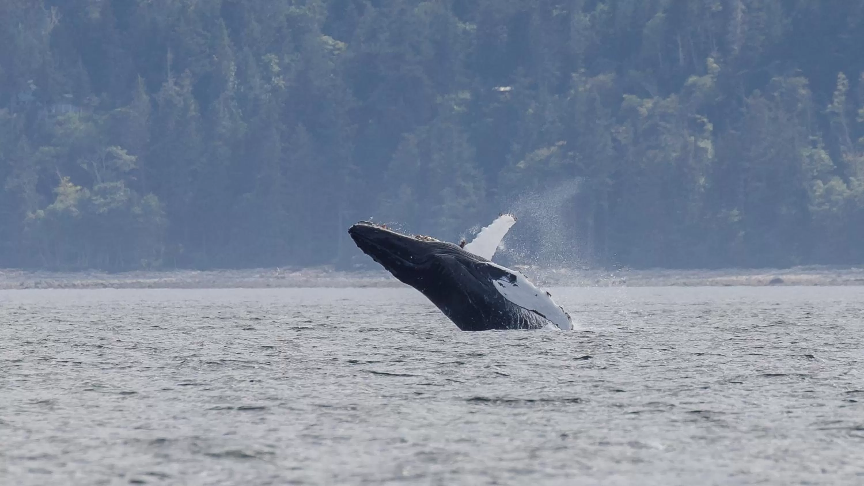 Other Animals in Money Pennies Bed and Breakfast