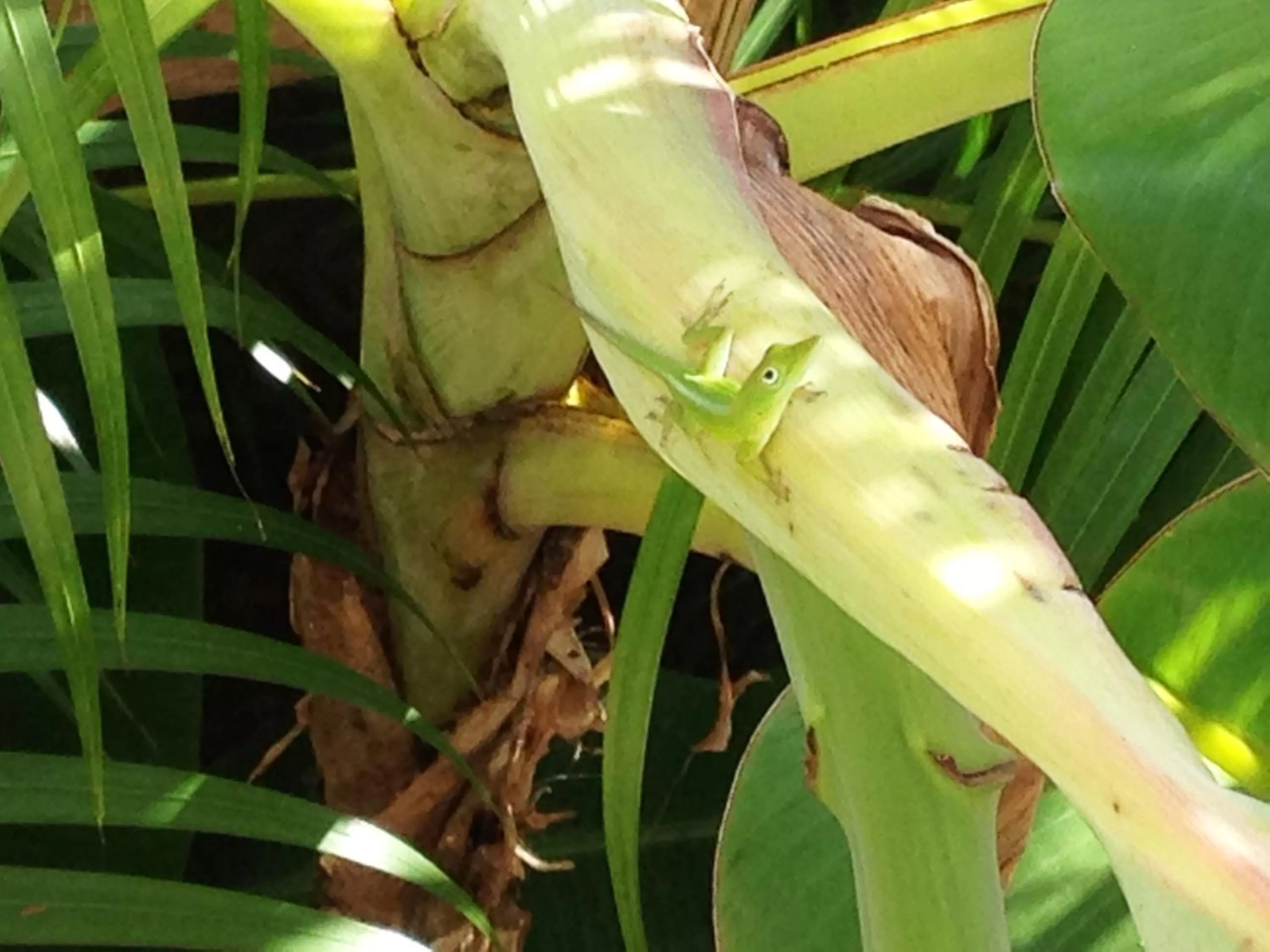 Animals, Other Animals in Casa Lily & Coco