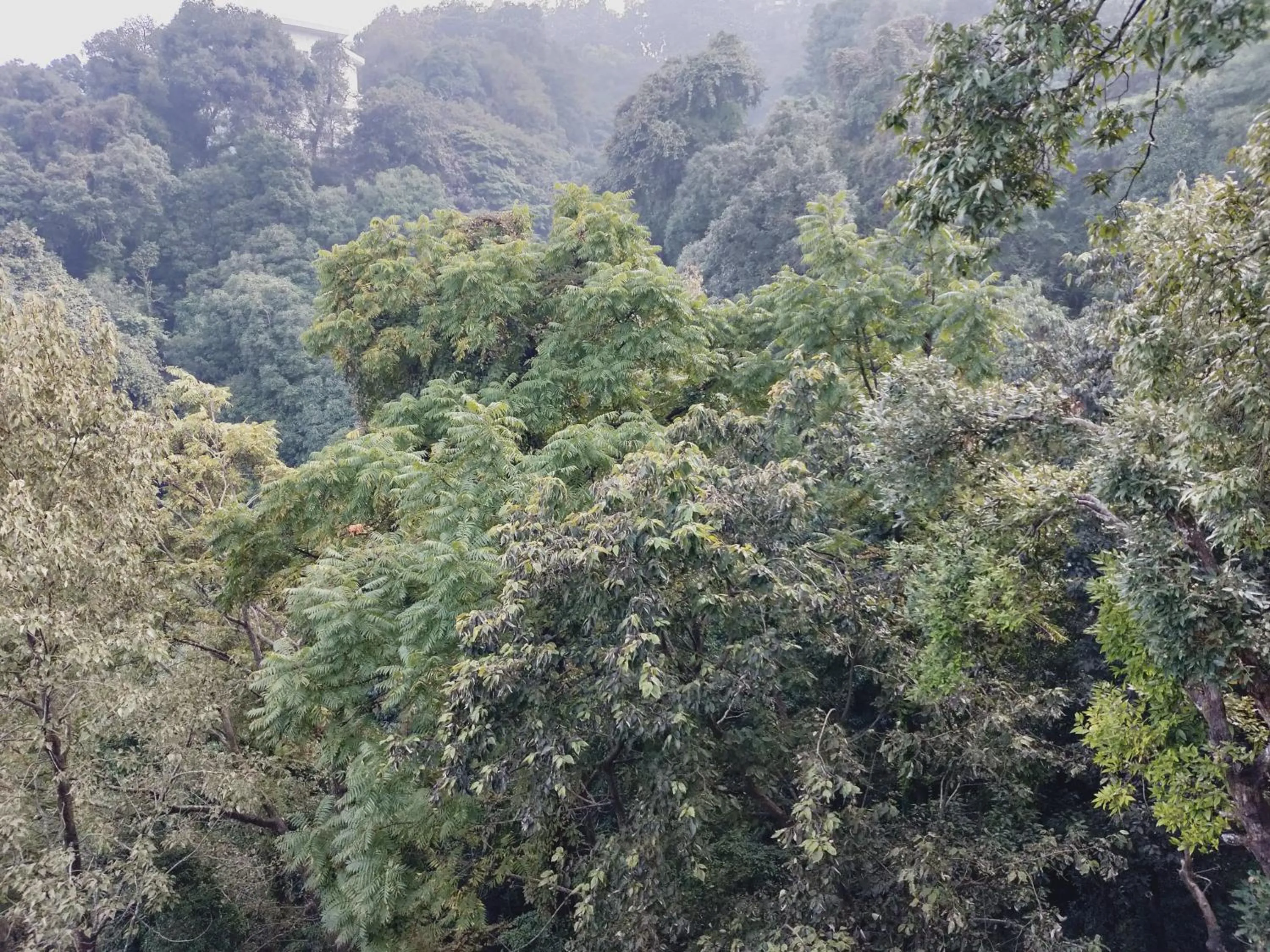Natural landscape in The Mountain Quail