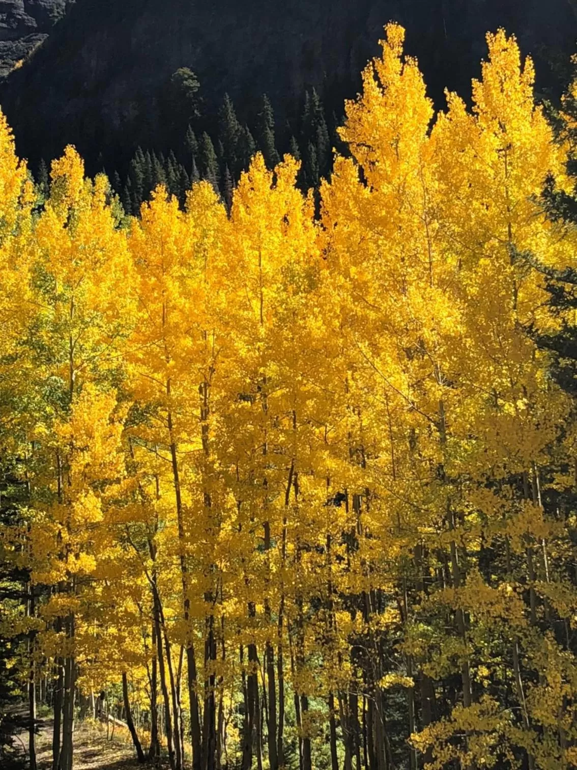 Autumn, Natural Landscape in Timber Ridge Lodge Ouray