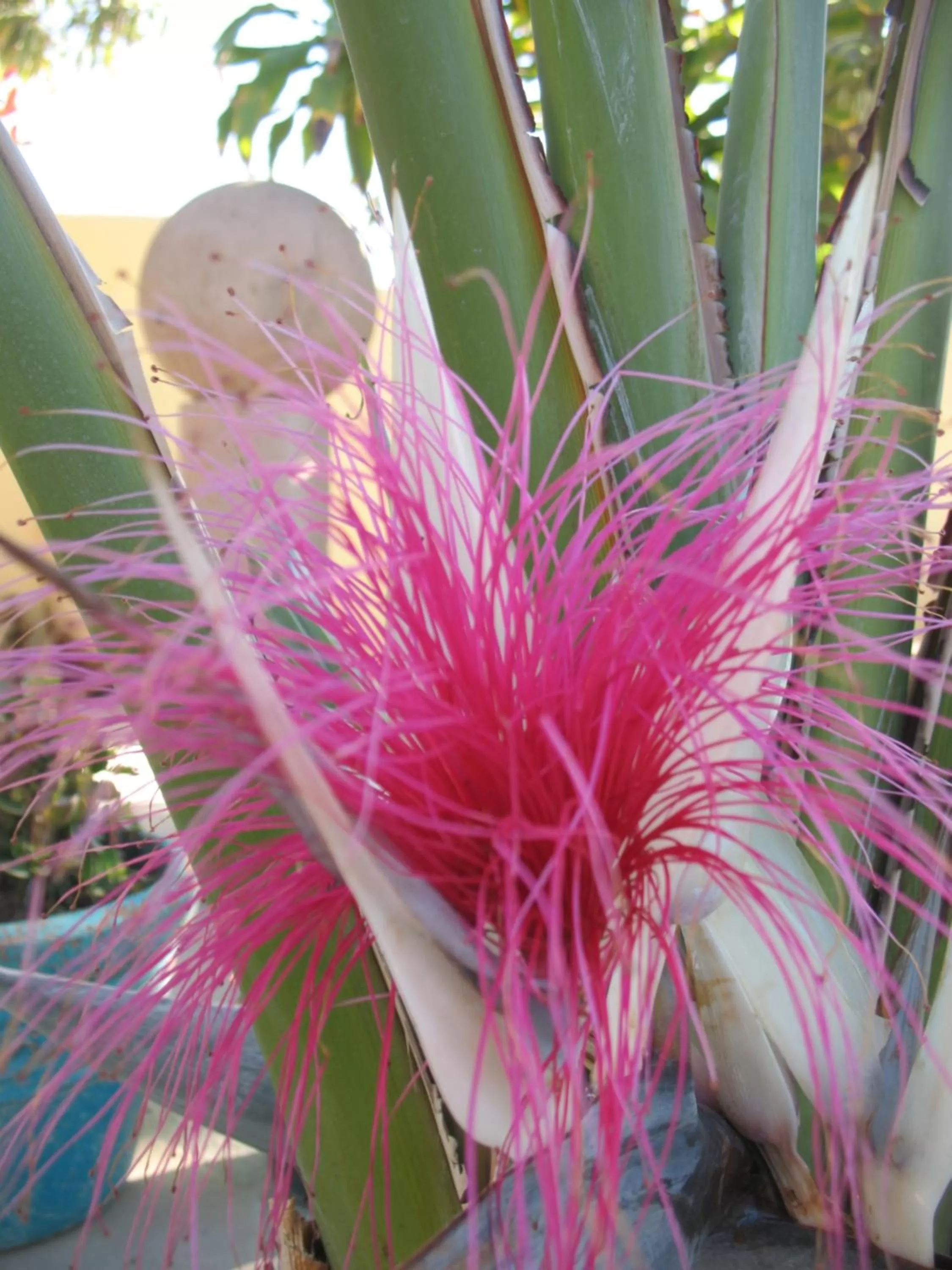 Garden in Hacienda De Palmas