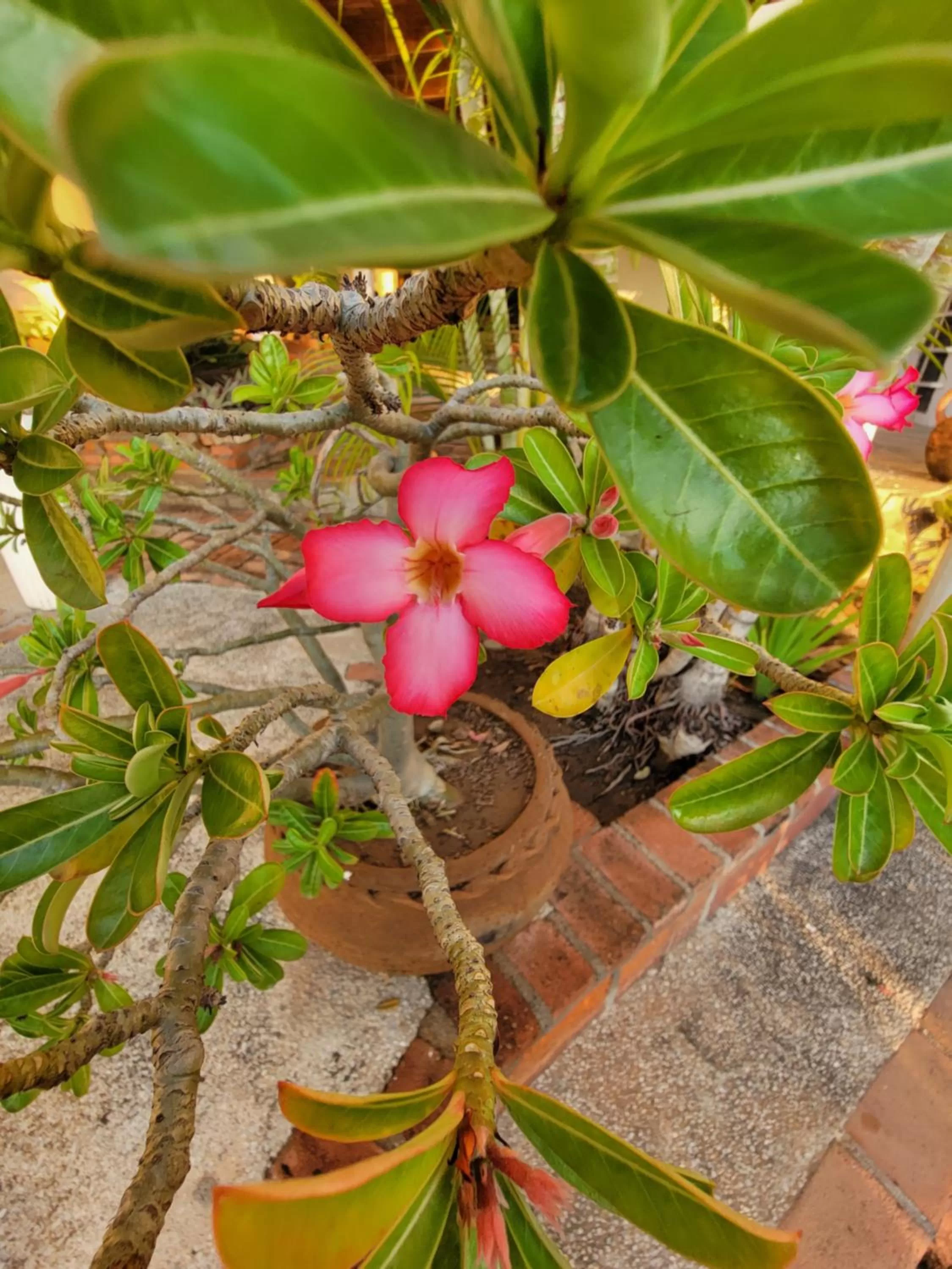 Garden in Villas Jardin Del Mar