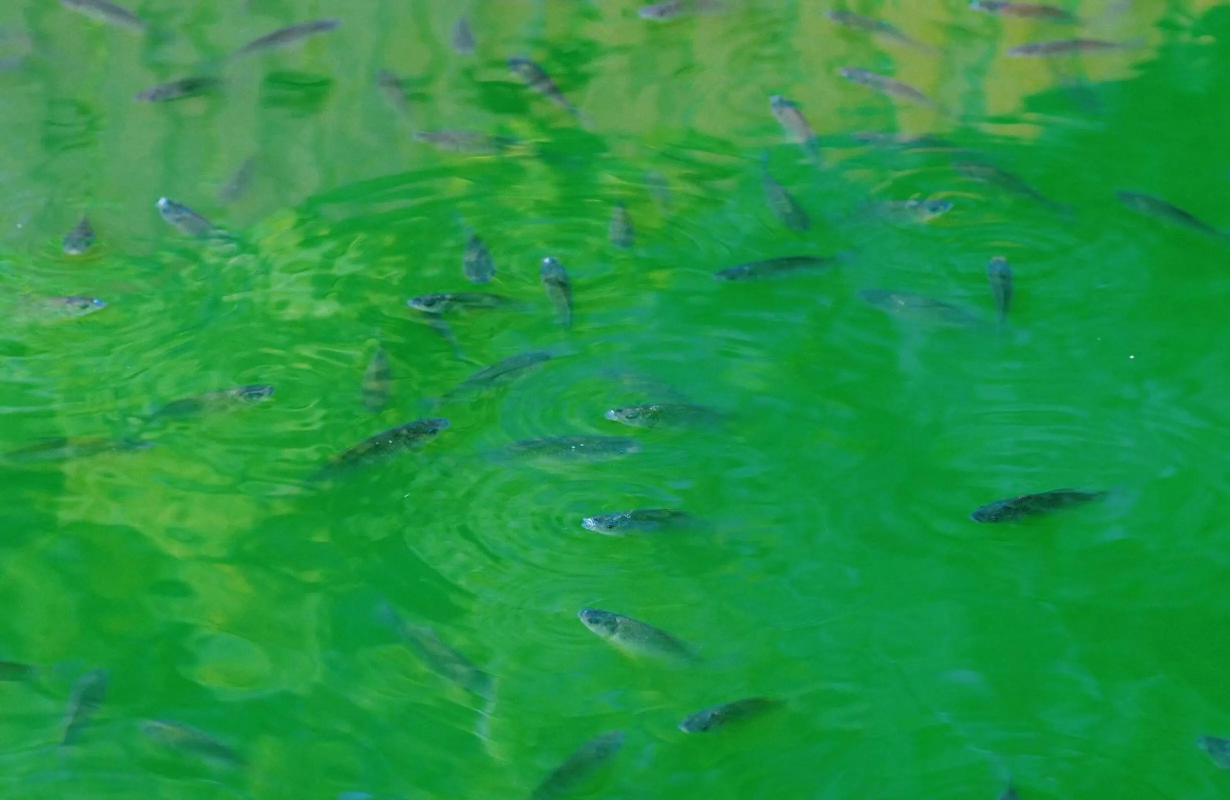 Hotel and Entertaiment Complex Vlada