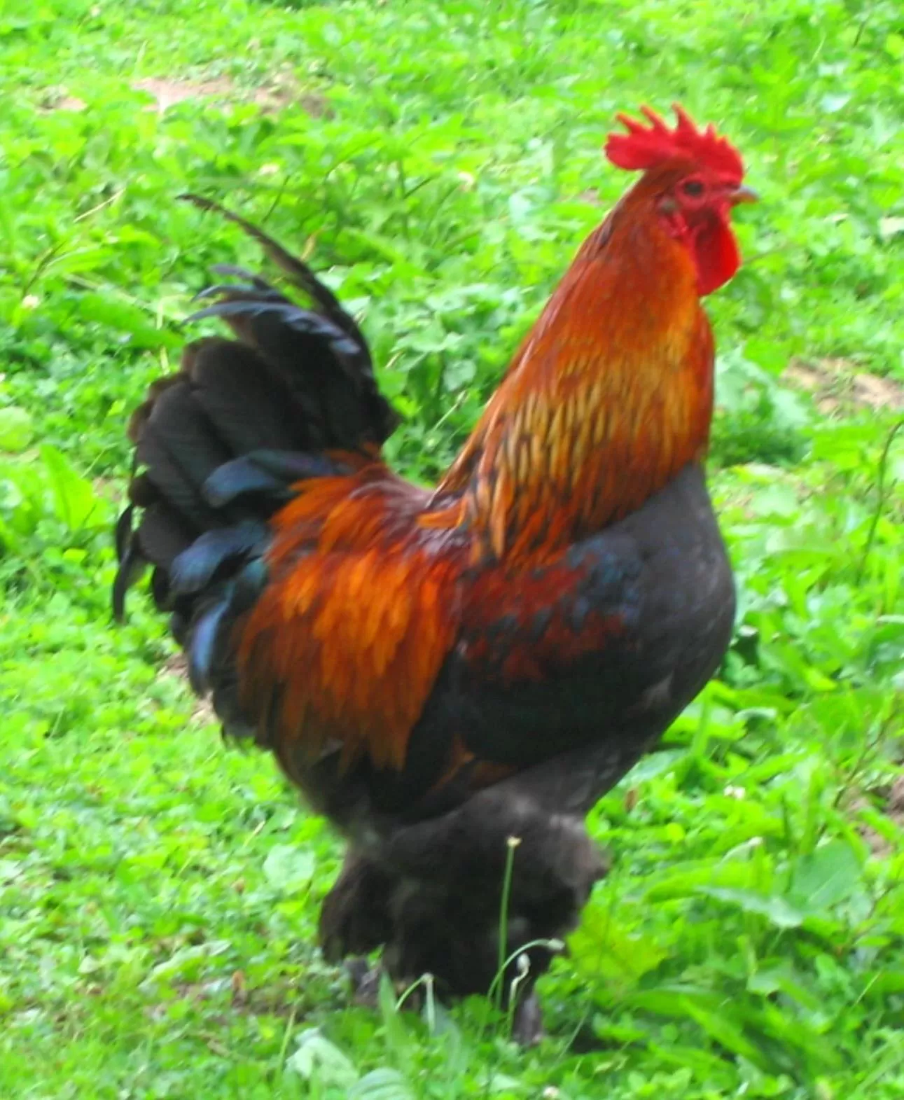 Pets in Manoir de la Rémonière