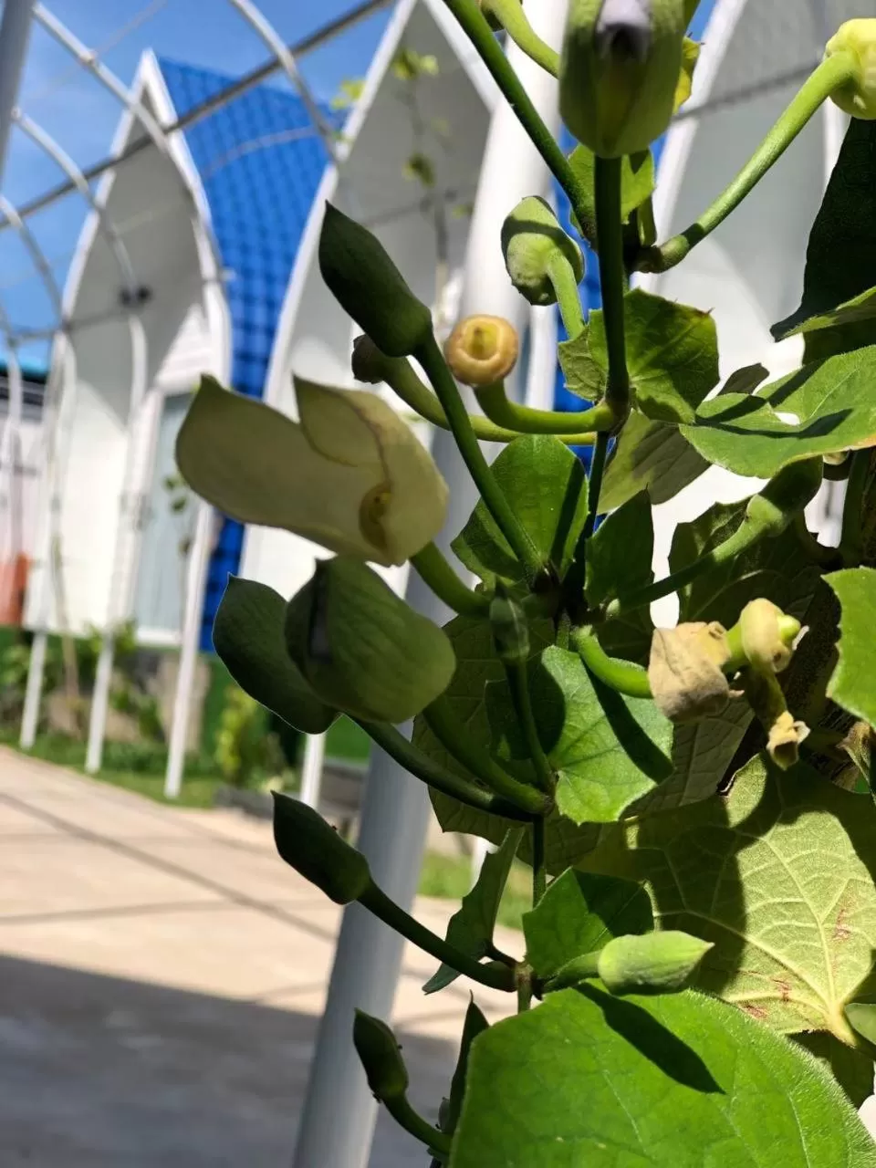 Garden in Jasmine River Front