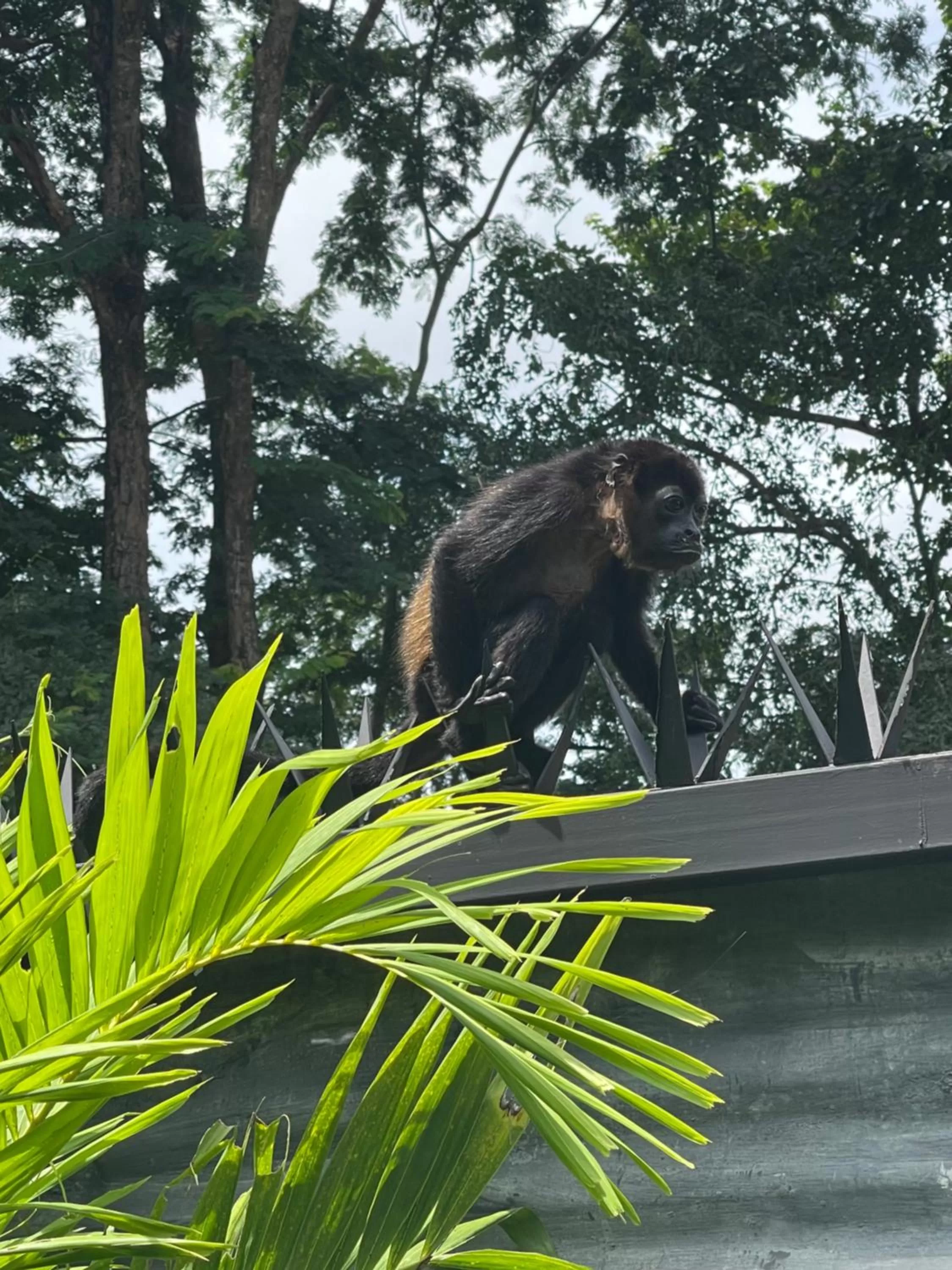 Other Animals in Tamarindo Sunshine