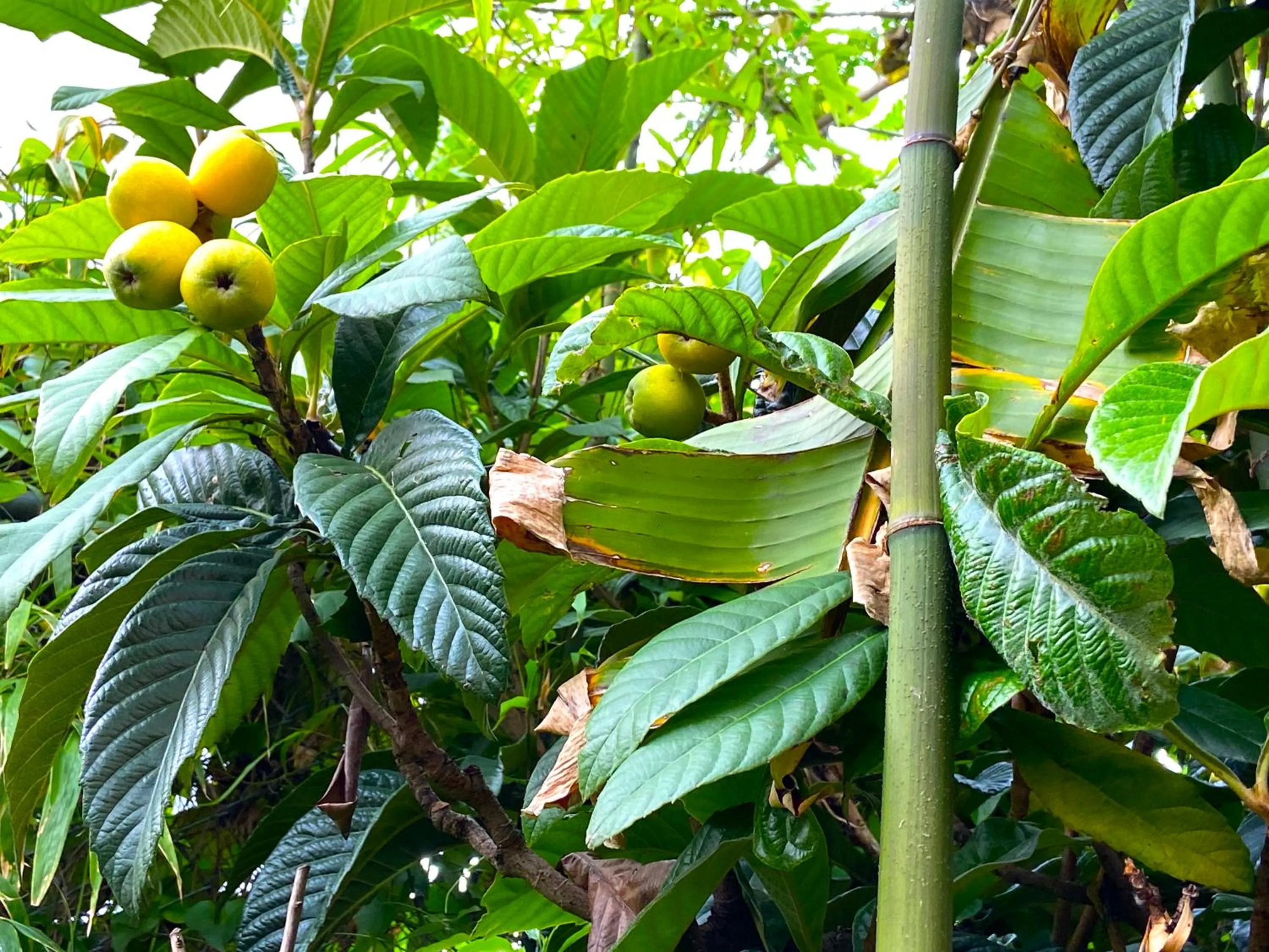 Spring in Kamagasaki University of the Arts Cafe Garden Guest House aka Cocoroom